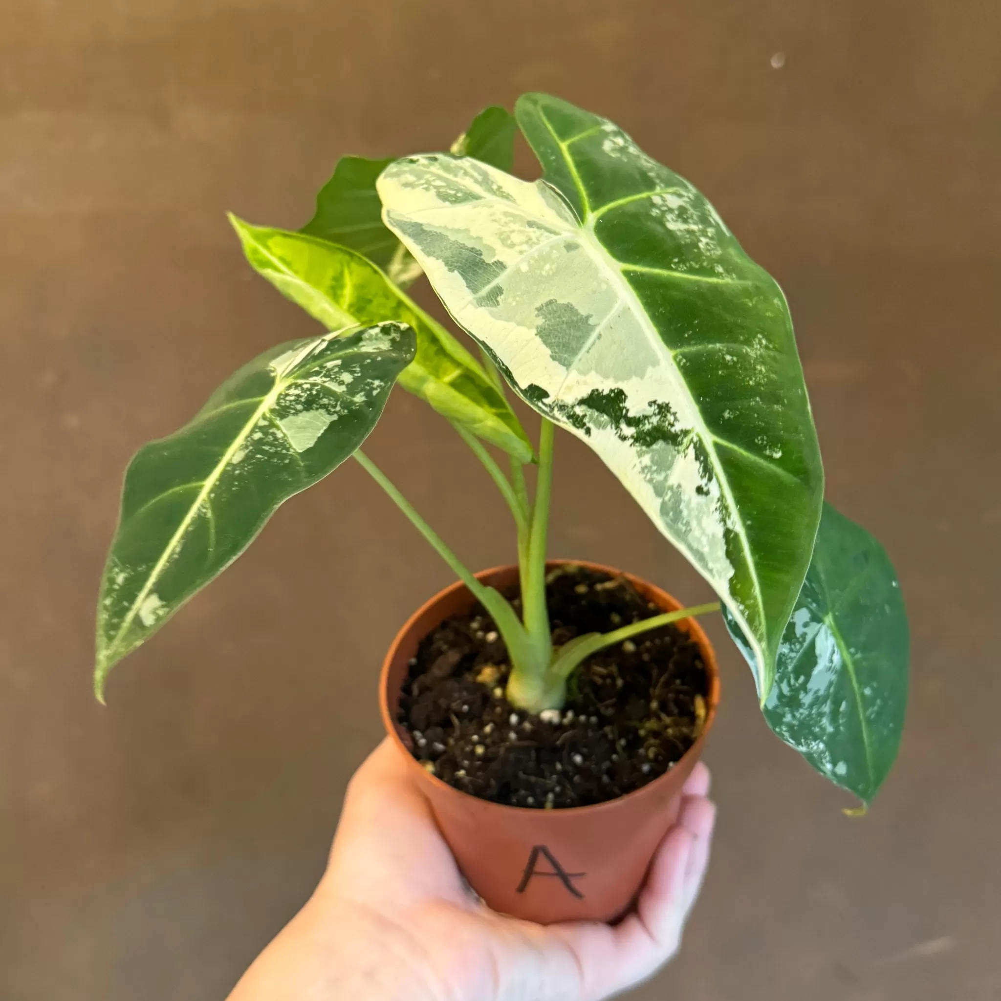 grow urban Alocasia Micholitziana 'Frydek Variegata'- Alocasia