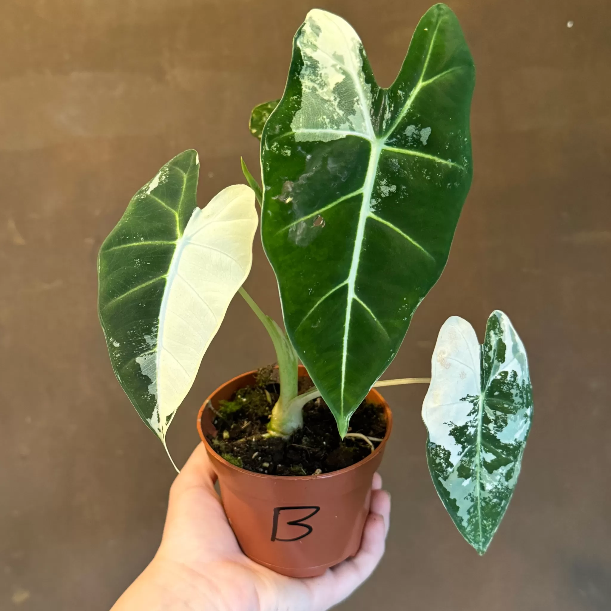grow urban Alocasia Micholitziana 'Frydek Variegata'- Alocasia