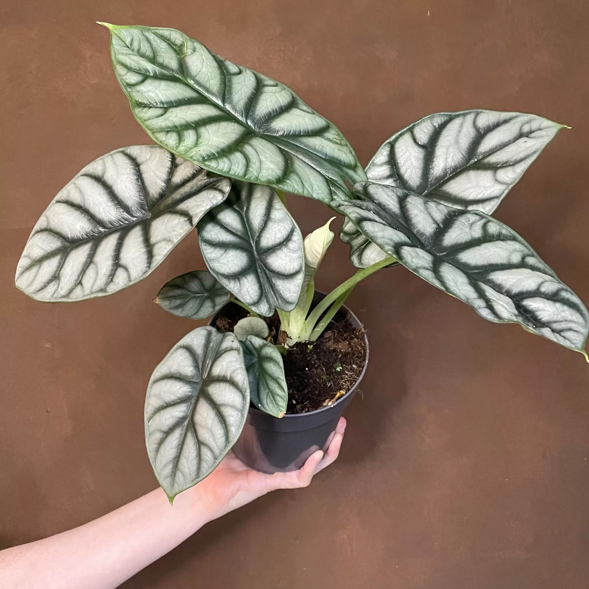 grow urban Alocasia ‘Nebula Silver’- Alocasia