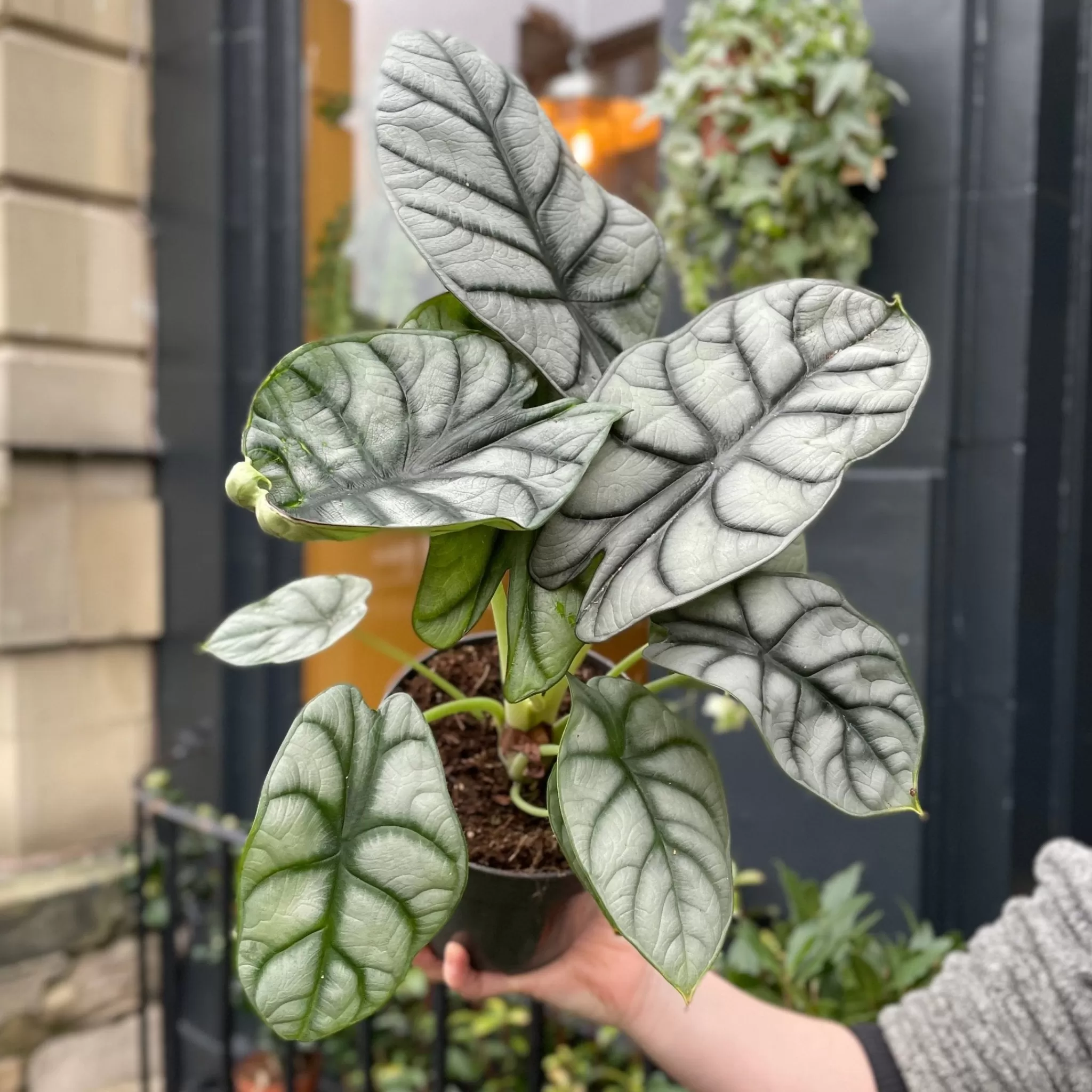 grow urban Alocasia ‘Nebula Silver’- Alocasia