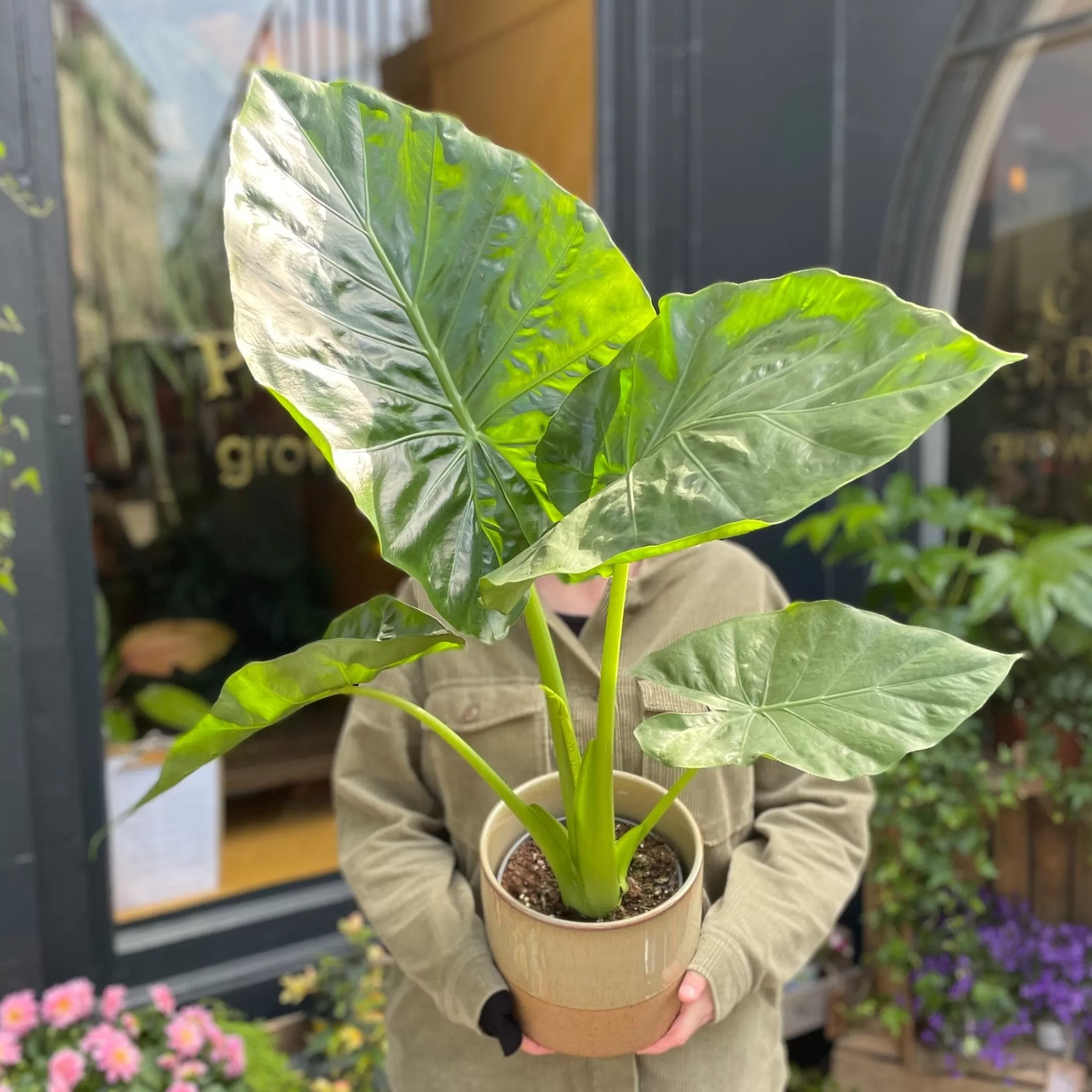 grow urban Alocasia Odora- Alocasia