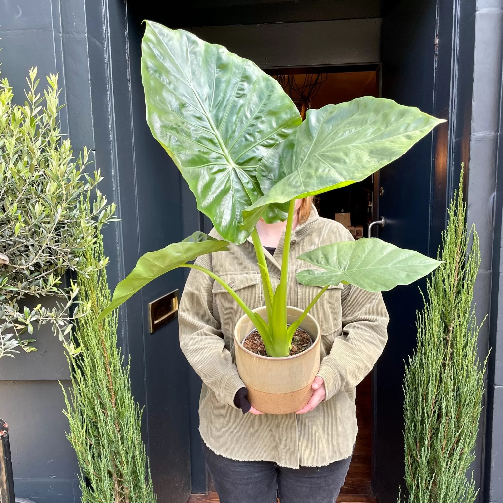 grow urban Alocasia Odora- Alocasia