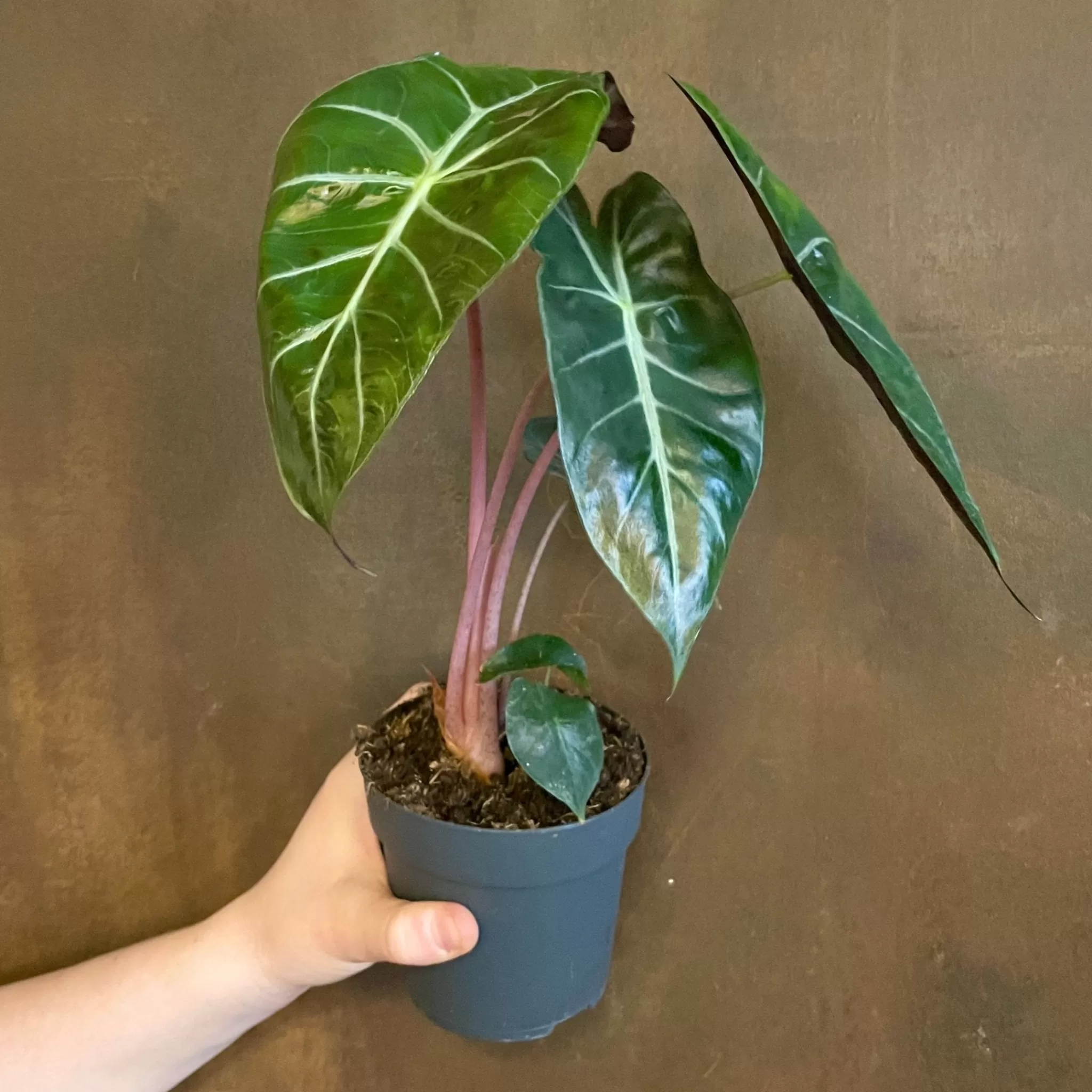 grow urban Alocasia ‘Pink Dragon’- Alocasia