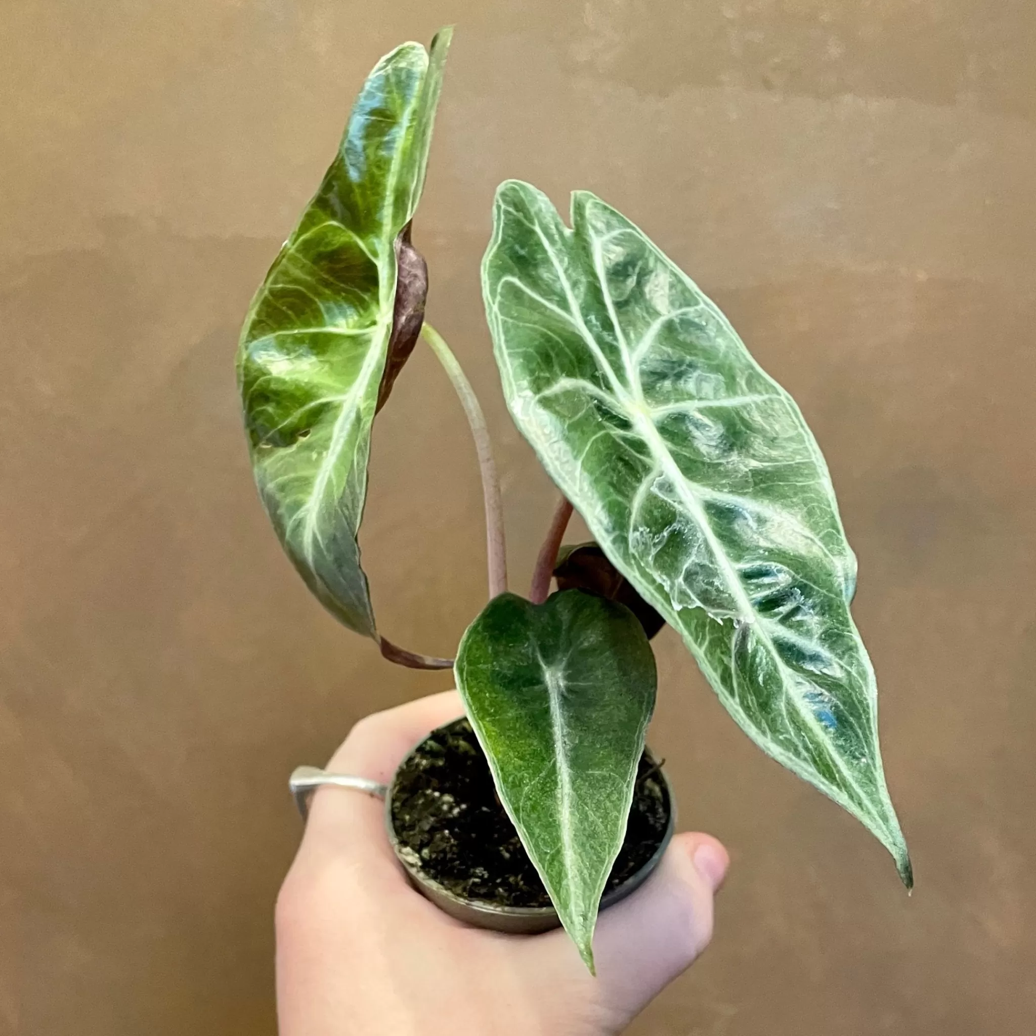 grow urban Alocasia ‘Pink Dragon’ (6cm Pot)- Alocasia