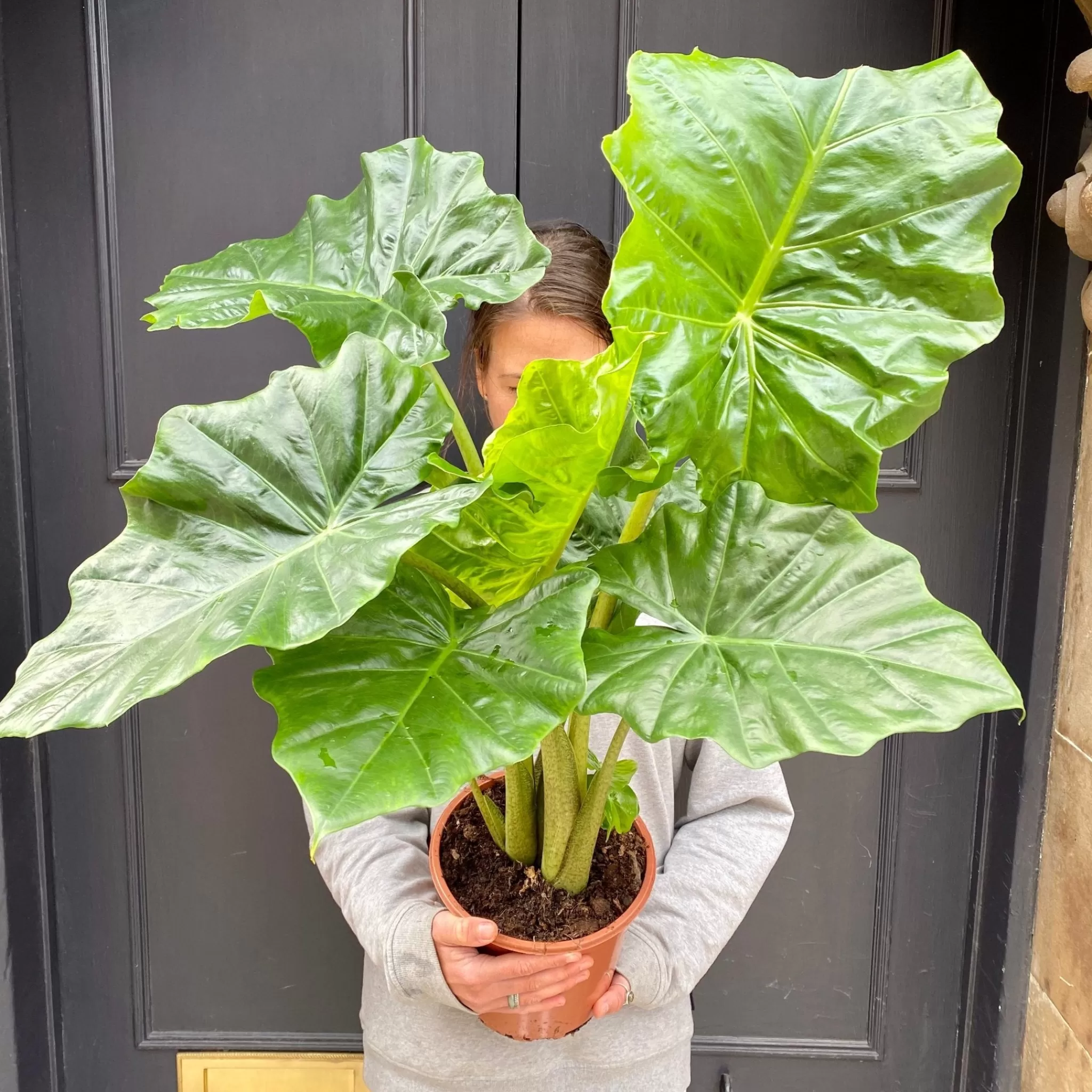 grow urban Alocasia Portodora- Alocasia