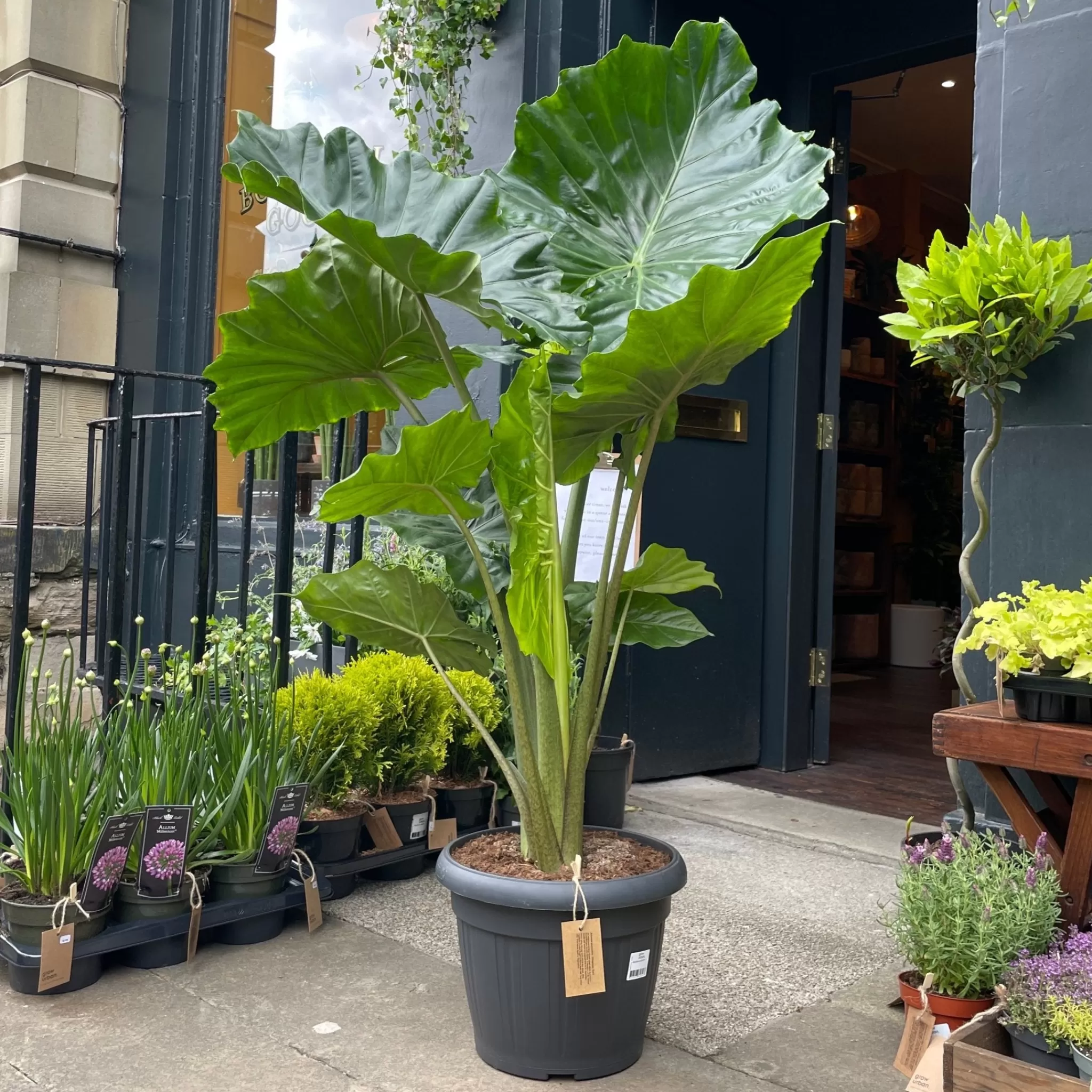 grow urban Alocasia Portodora (150cm Height)- Alocasia