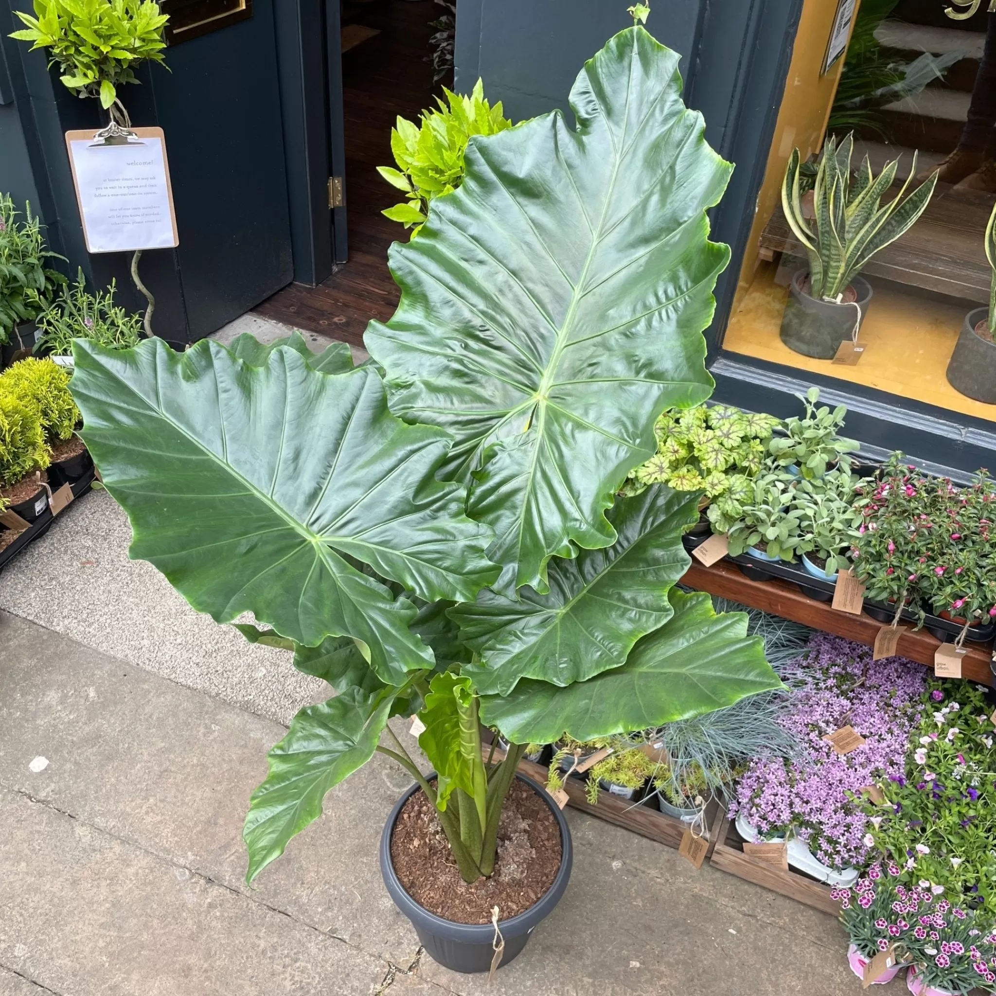 grow urban Alocasia Portodora (150cm Height)- Alocasia