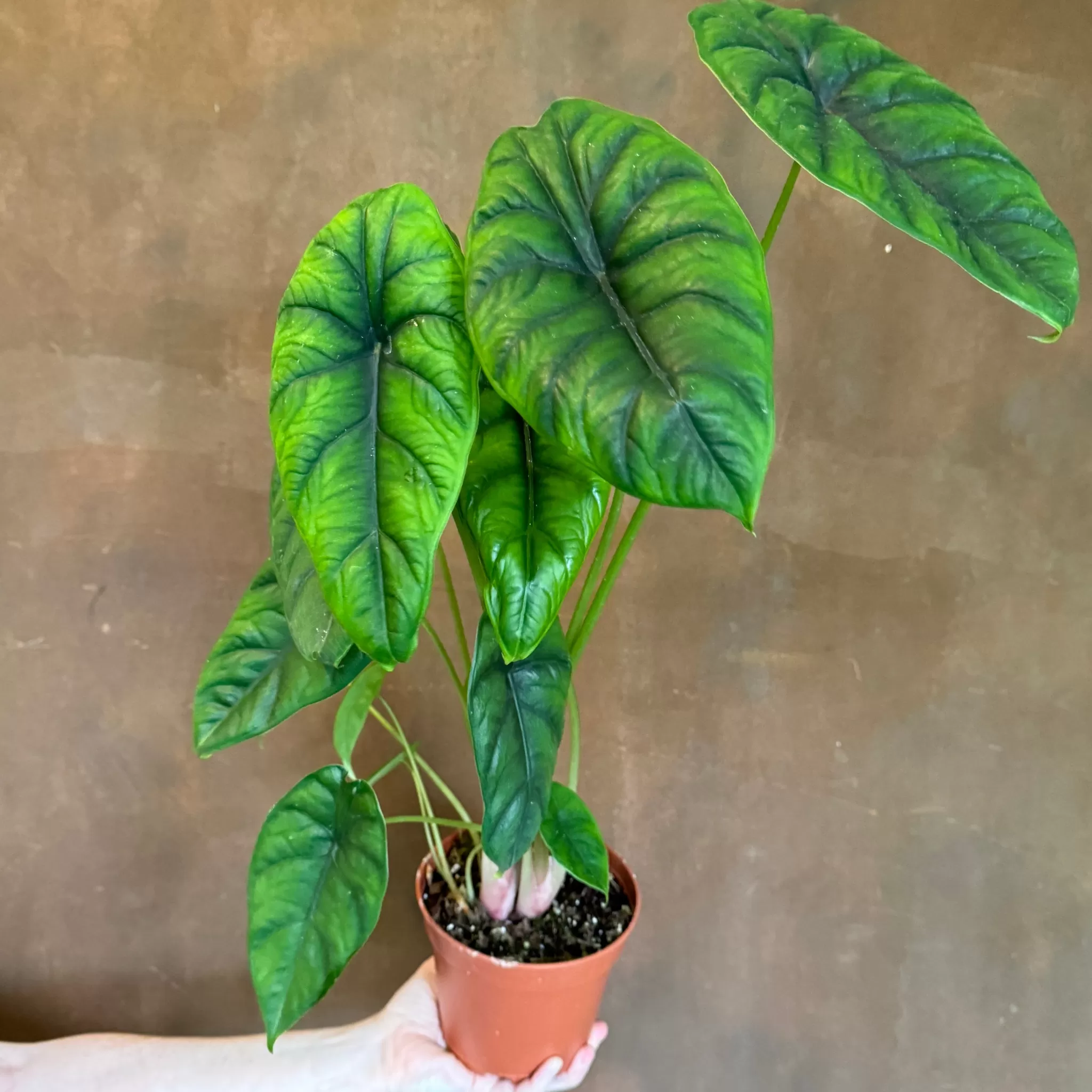 grow urban Alocasia Puncakborneensis- Alocasia
