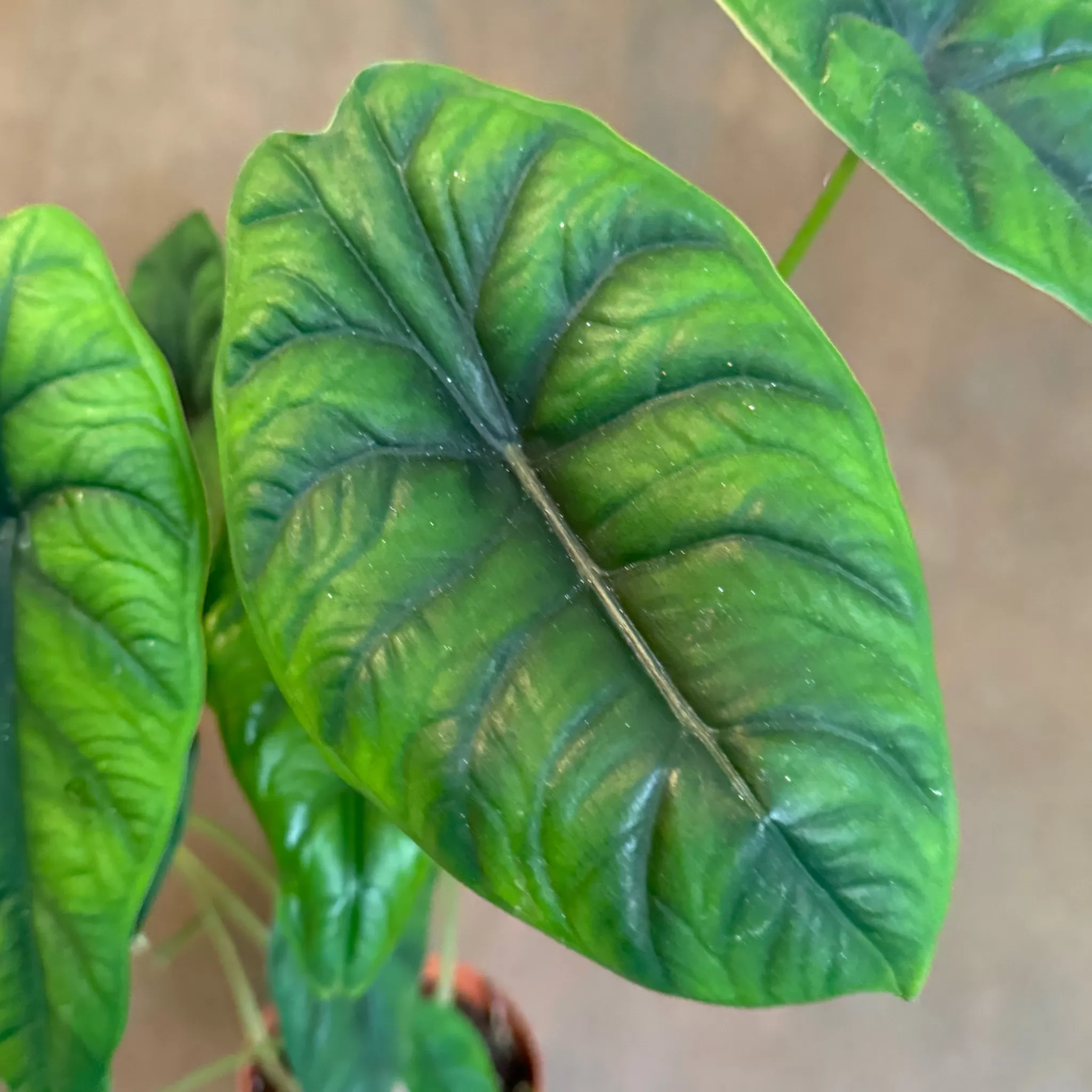 grow urban Alocasia Puncakborneensis- Alocasia