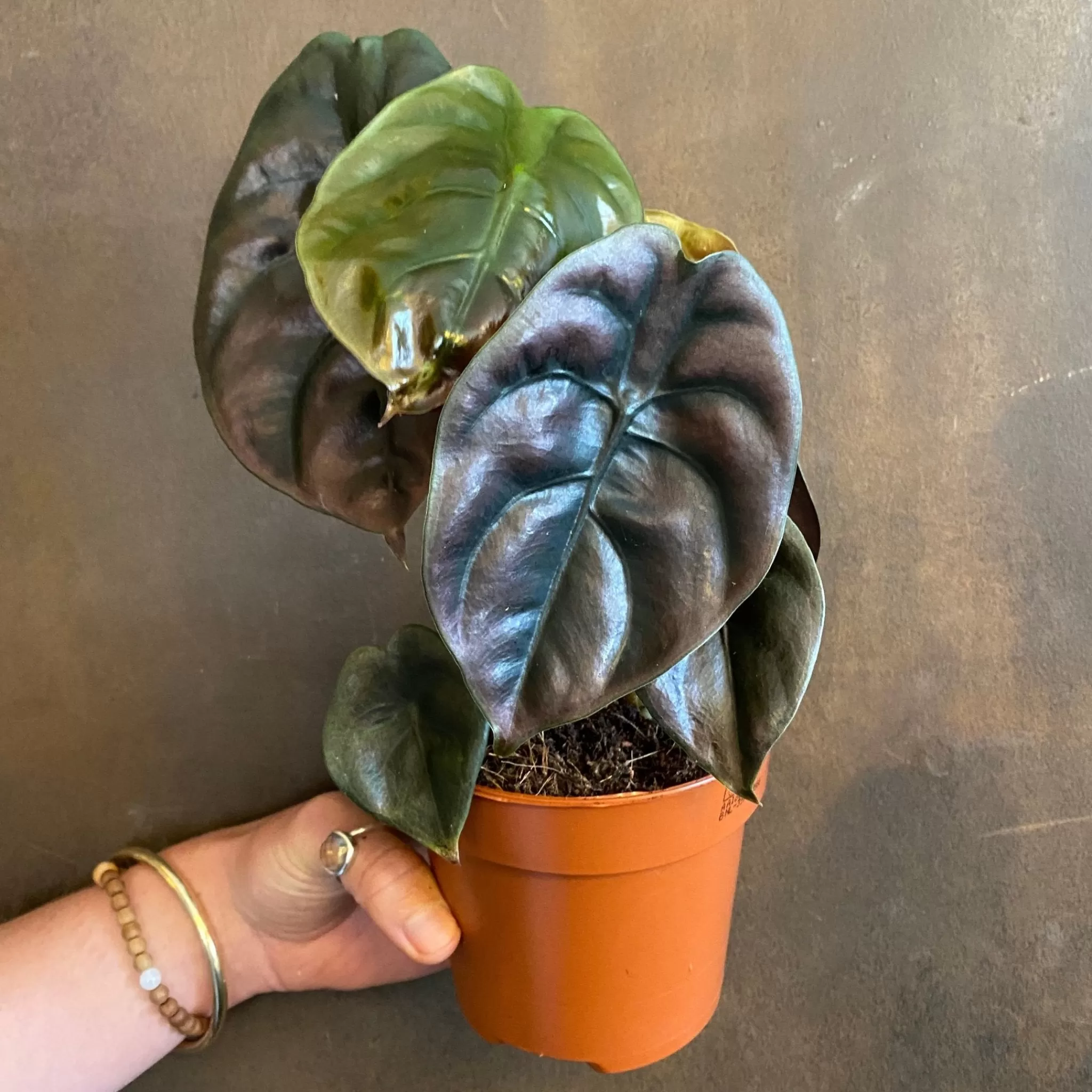 grow urban Alocasia ‘Red Secret’- Alocasia