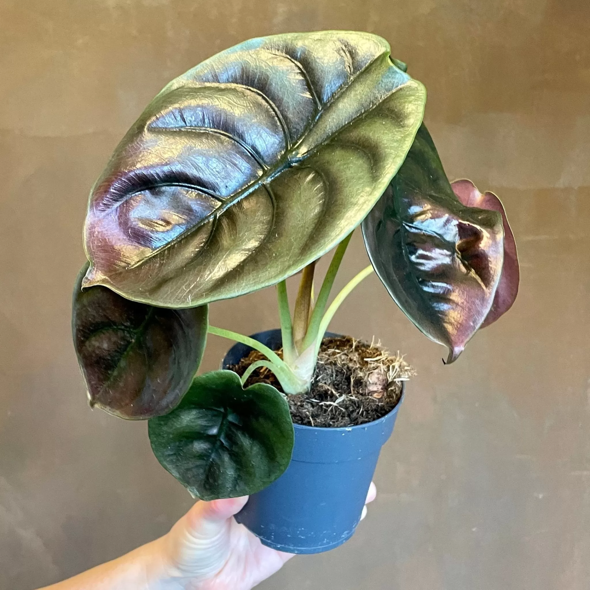 grow urban Alocasia ‘Red Secret’- Alocasia