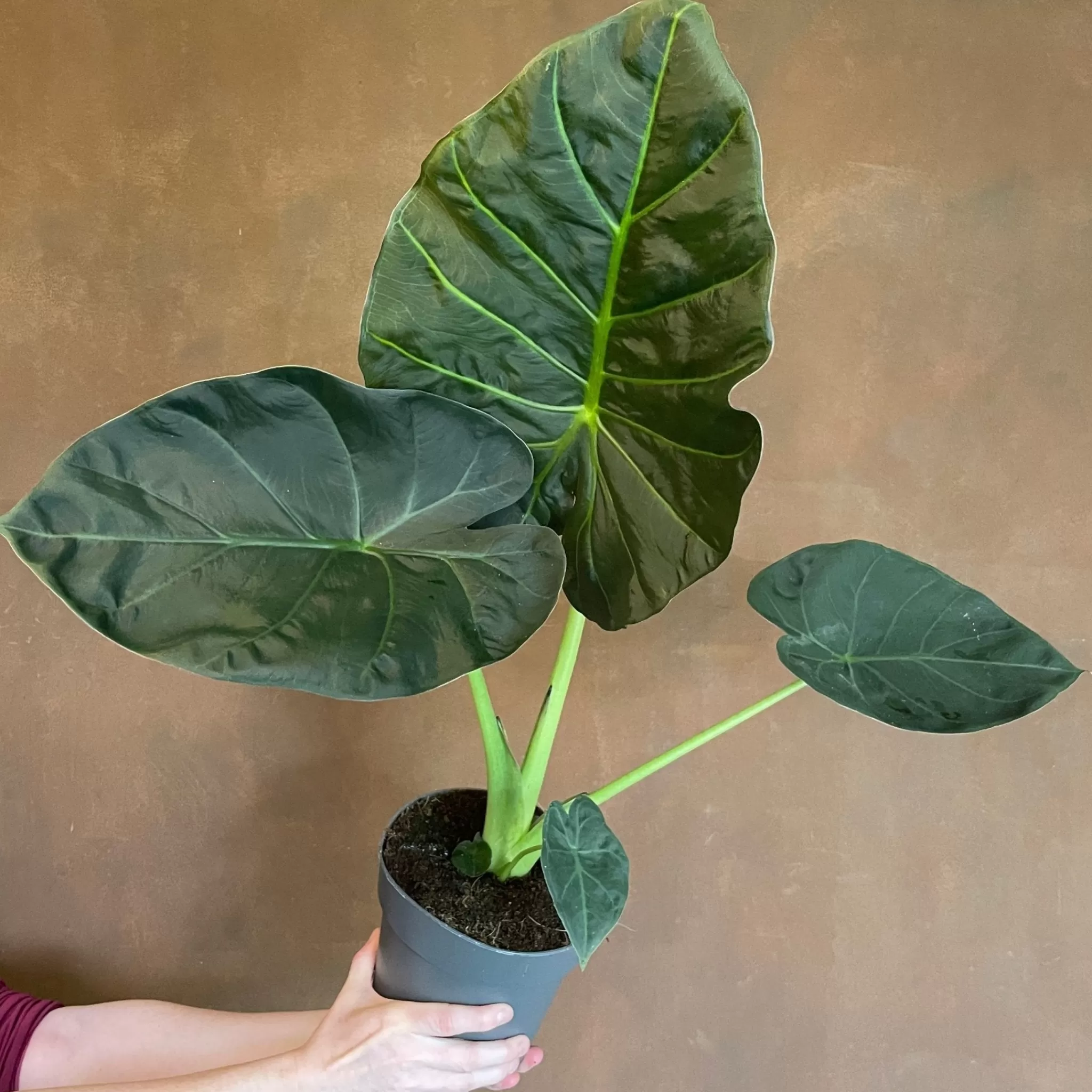 grow urban Alocasia 'Regal Shields'- Alocasia