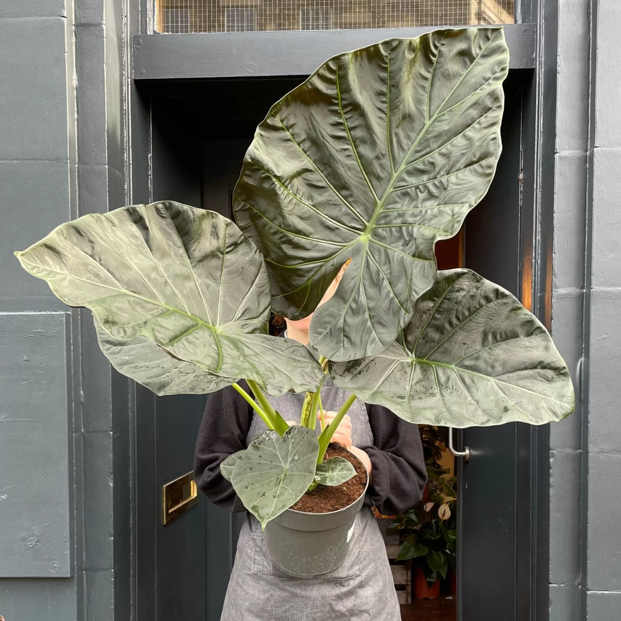 grow urban Alocasia 'Regal Shields'- Alocasia