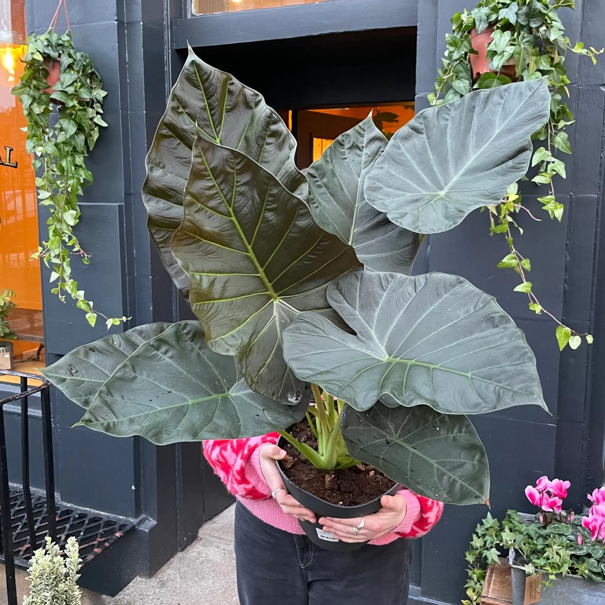 grow urban Alocasia 'Regal Shields'- Alocasia