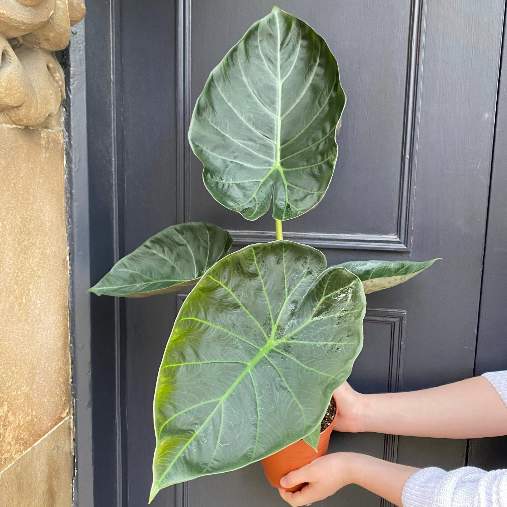 grow urban Alocasia 'Regal Shields'- Alocasia