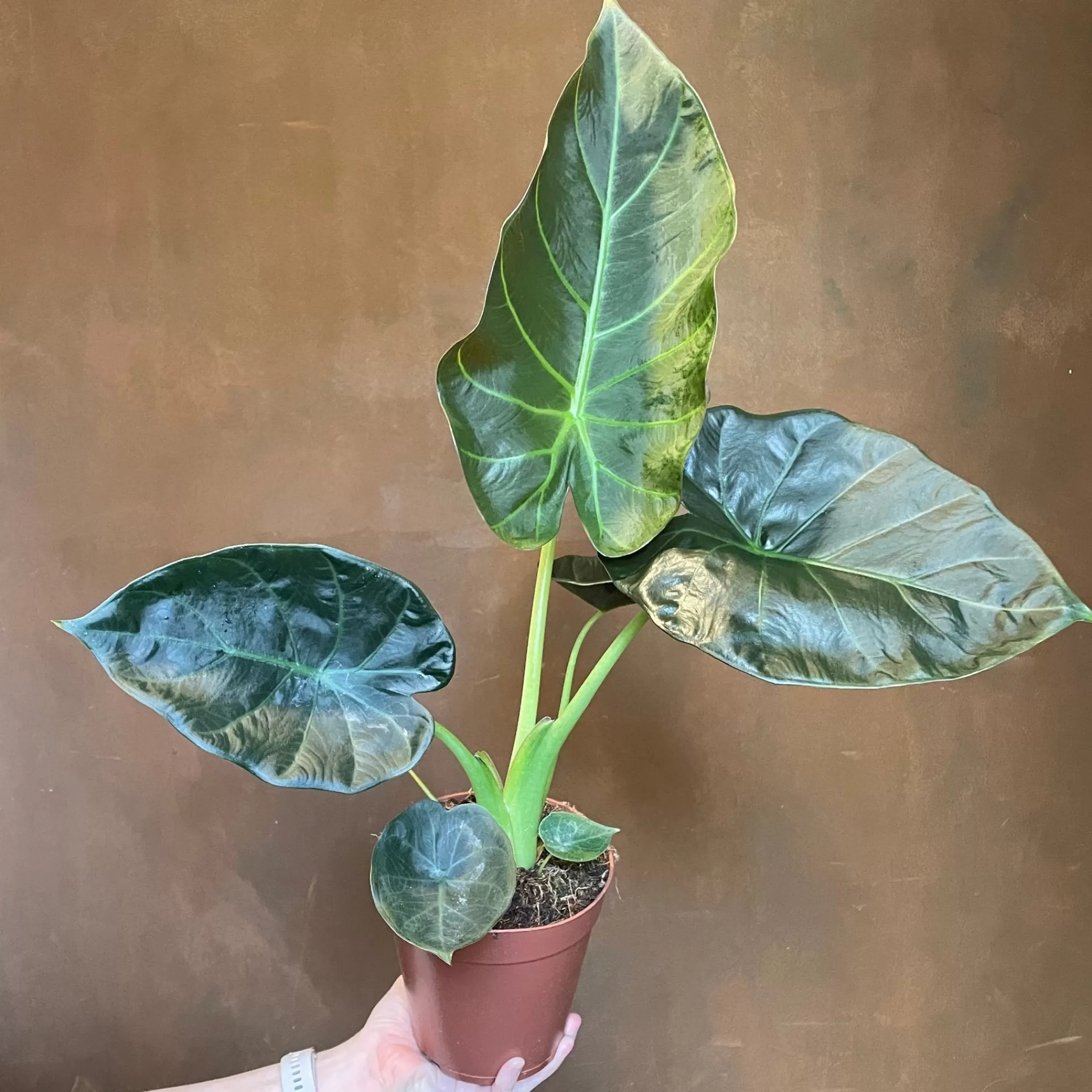 grow urban Alocasia 'Regal Shields'- Alocasia