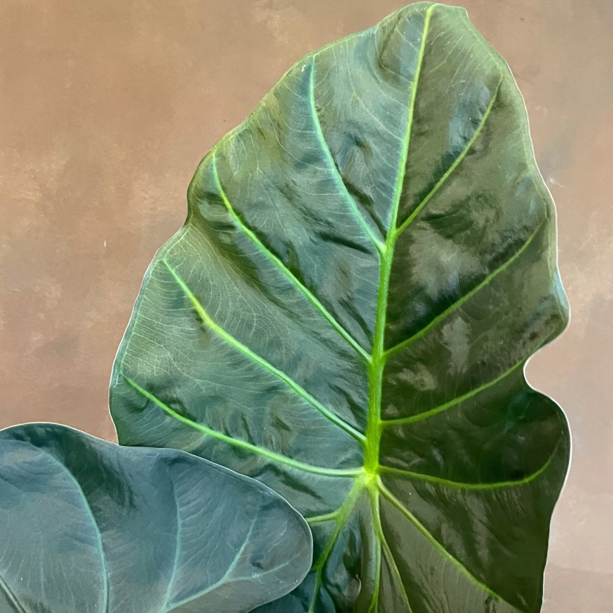 grow urban Alocasia 'Regal Shields'- Alocasia