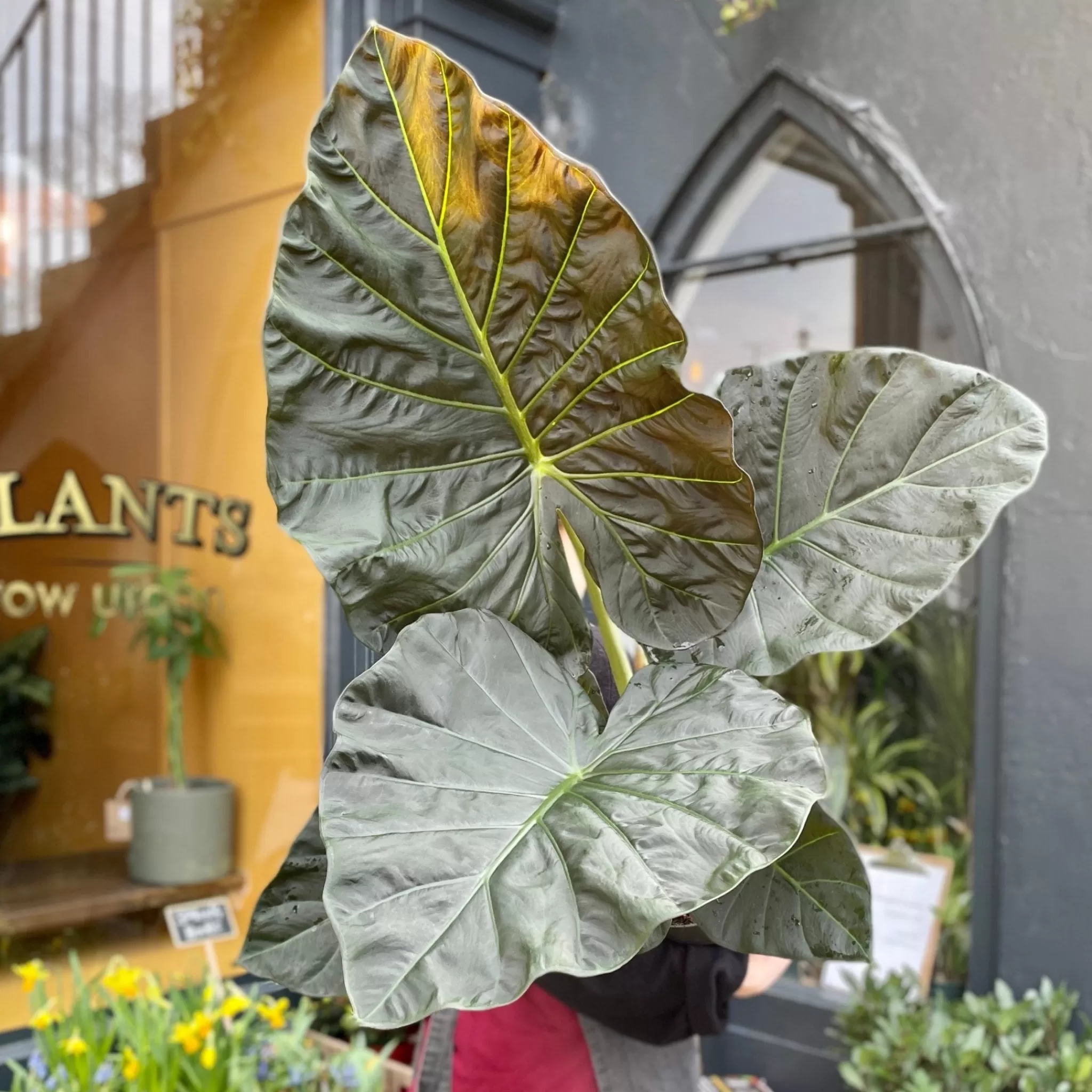 grow urban Alocasia 'Regal Shields'- Alocasia