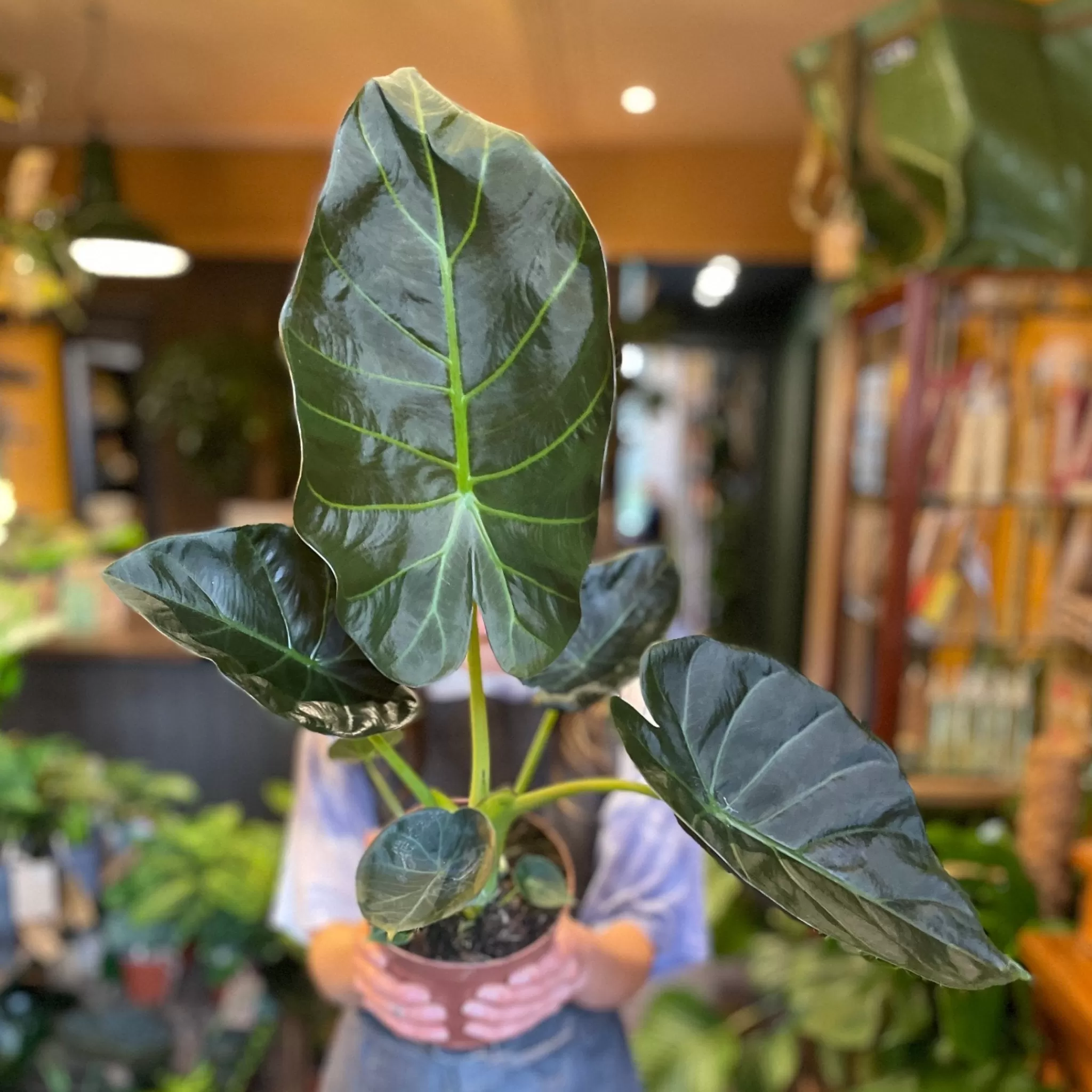grow urban Alocasia 'Regal Shields'- Alocasia