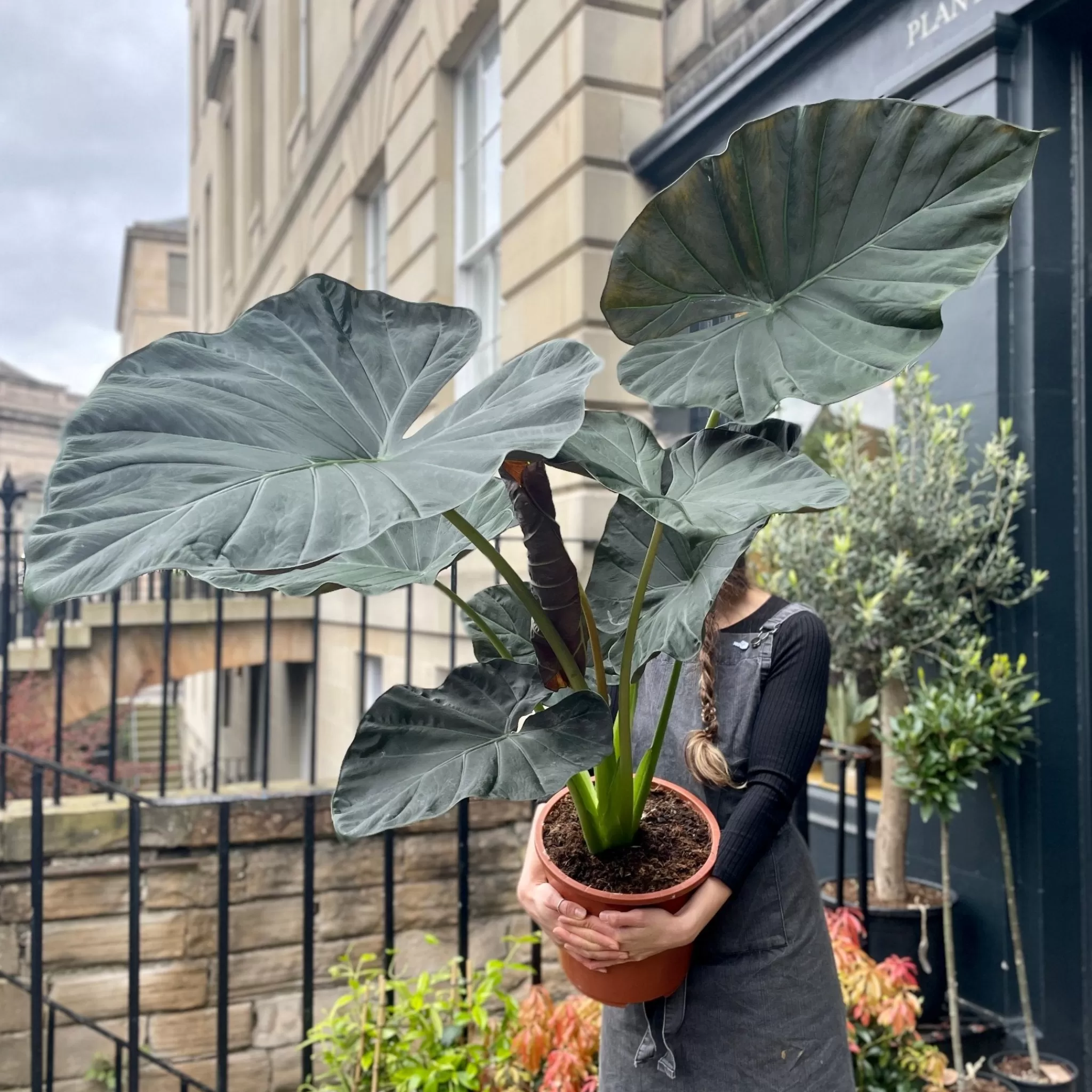 grow urban Alocasia 'Regal Shields' XL- Alocasia