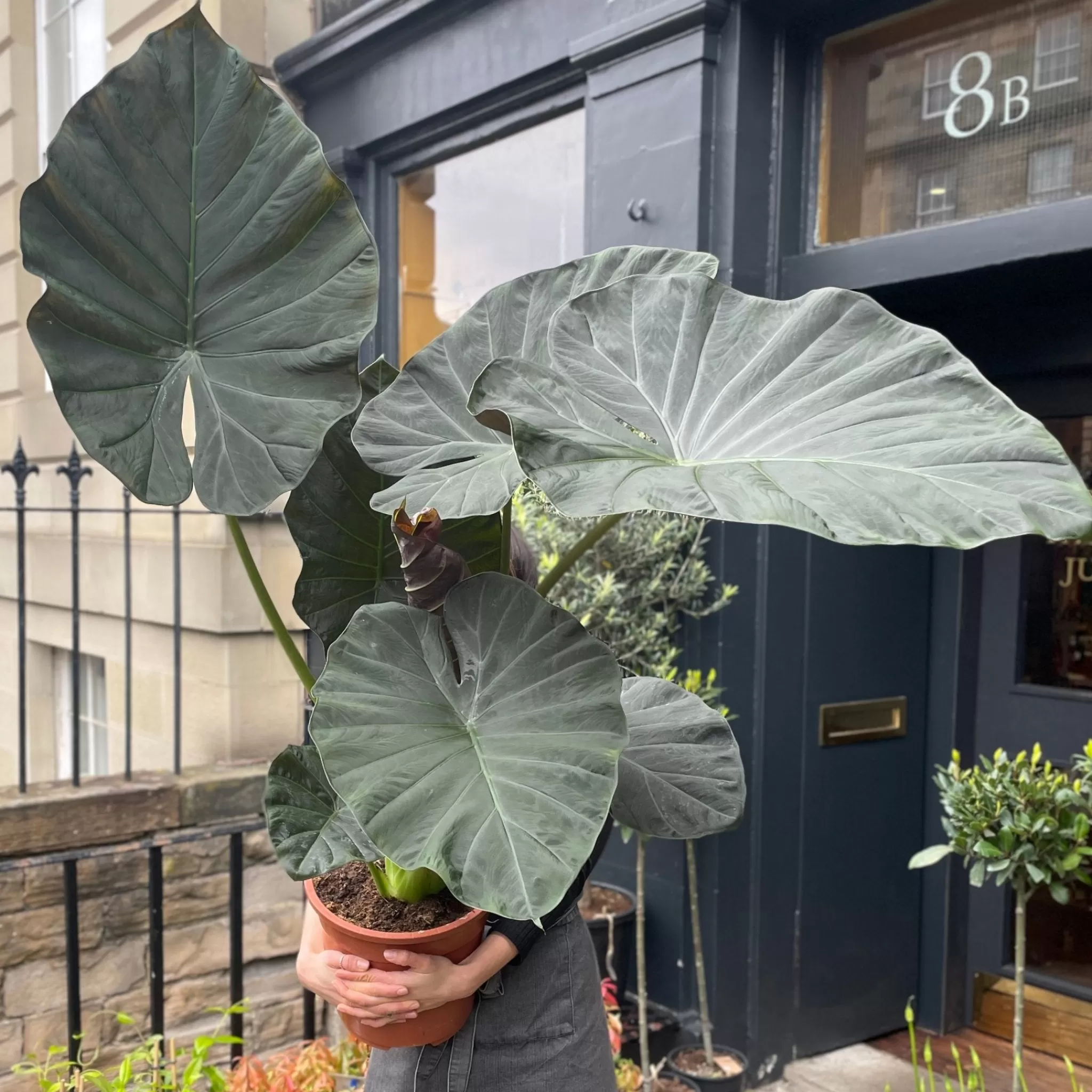 grow urban Alocasia 'Regal Shields' XL- Alocasia