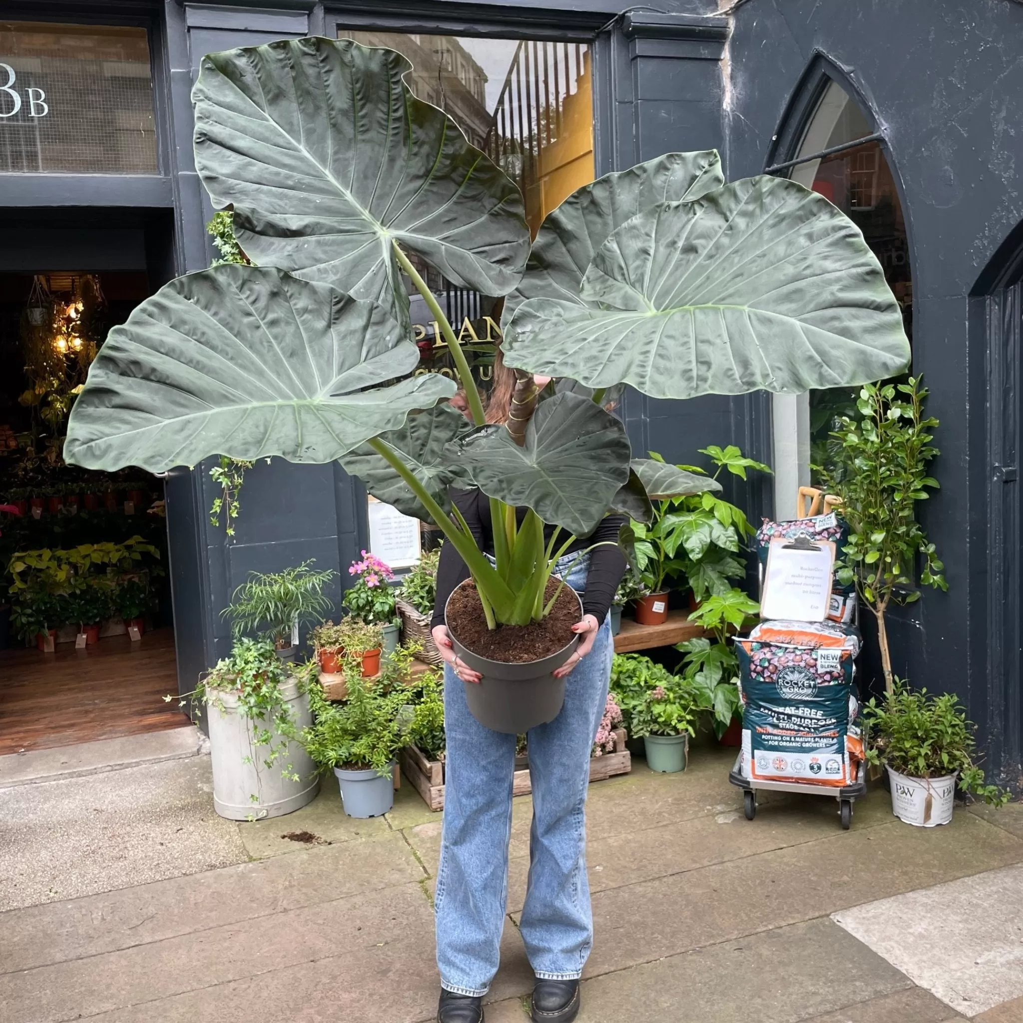 grow urban Alocasia 'Regal Shields' XXL- Alocasia
