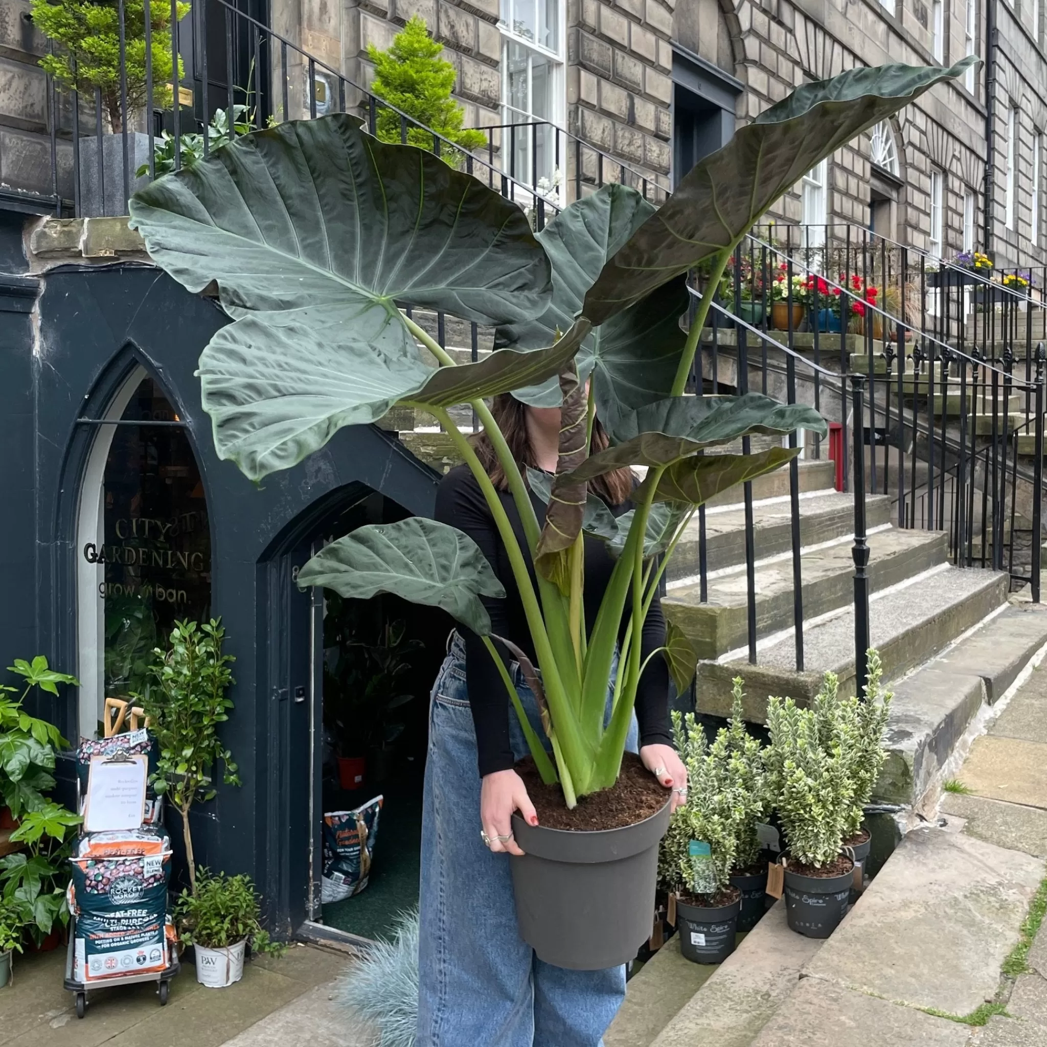 grow urban Alocasia 'Regal Shields' XXL- Alocasia