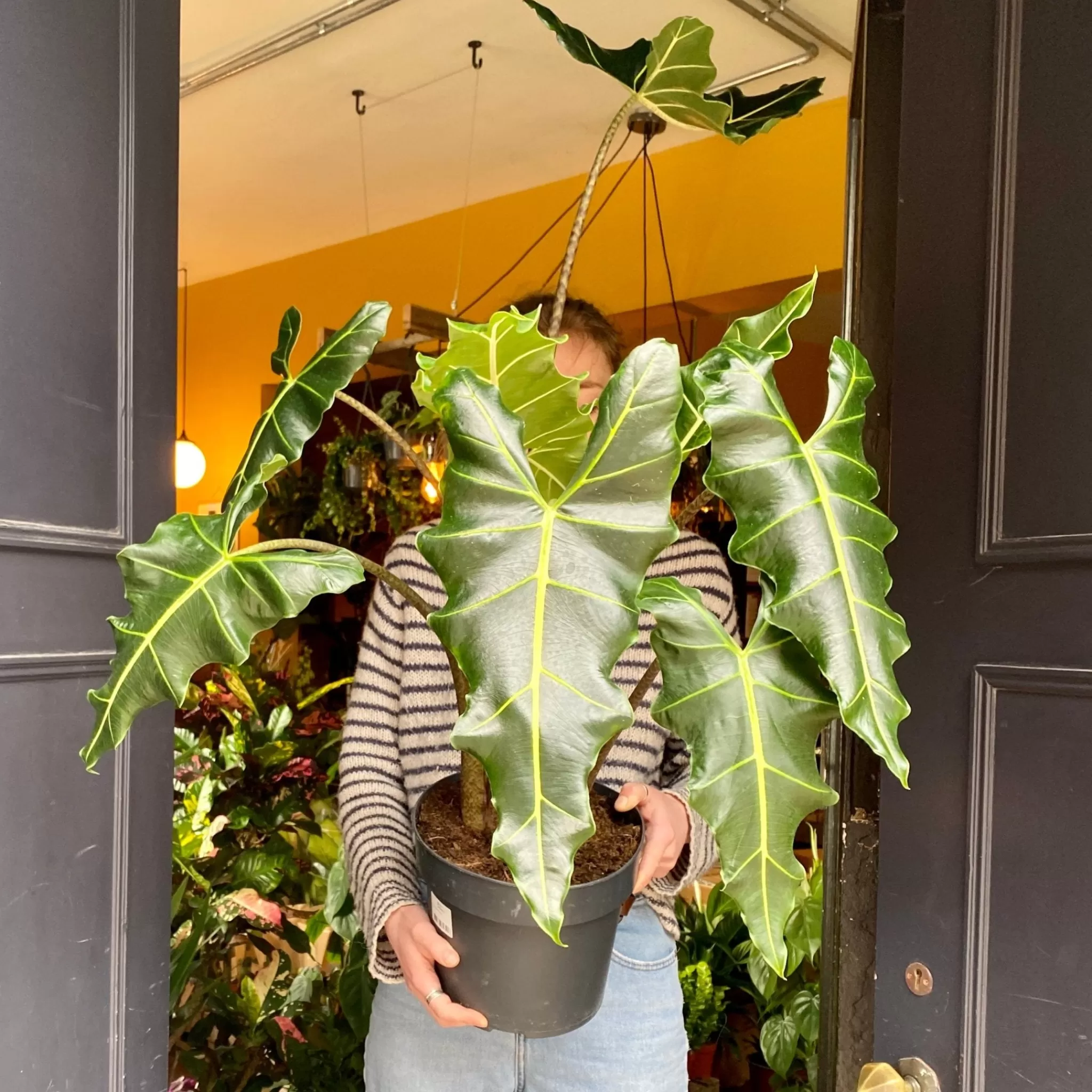 grow urban Alocasia 'Sarian'- Alocasia