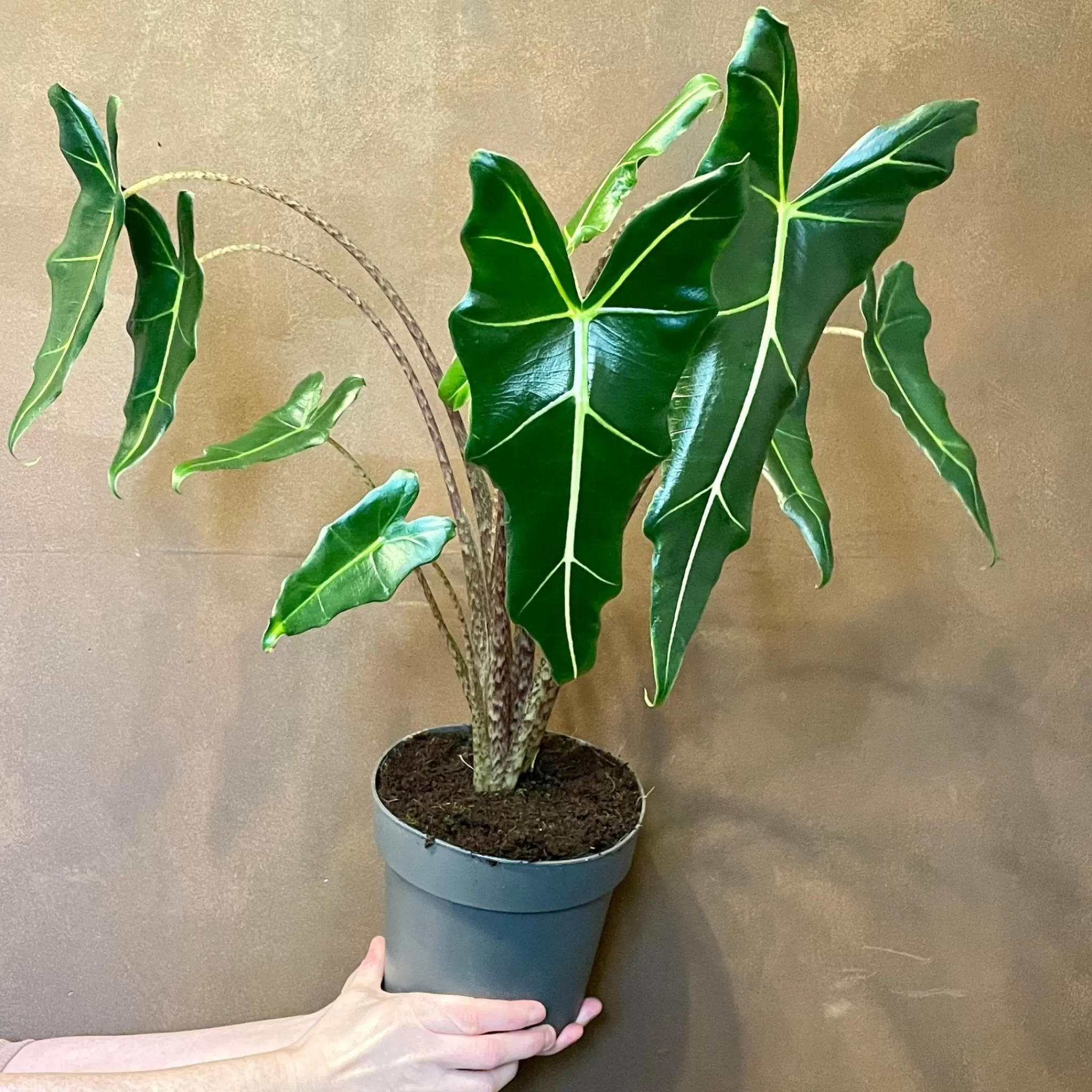 grow urban Alocasia 'Sarian' (17cm Pot)- Alocasia