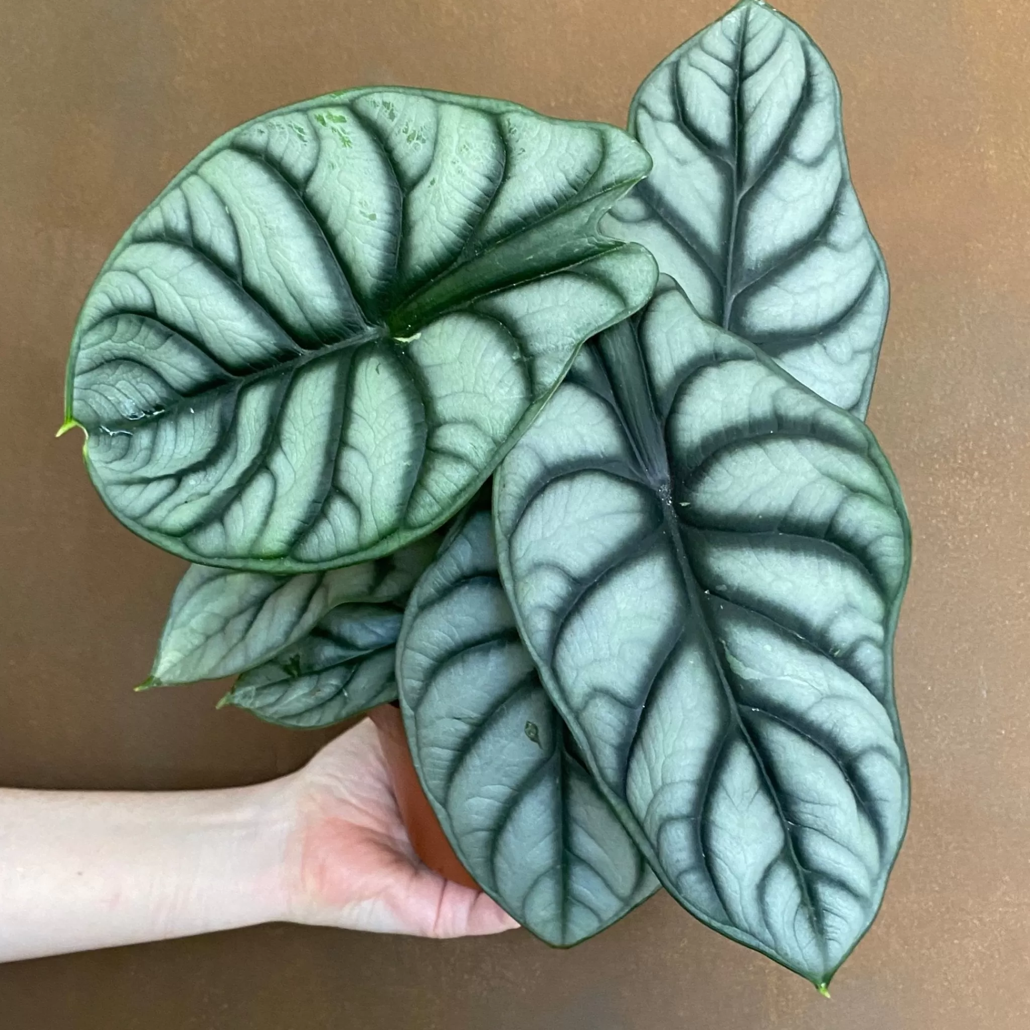 grow urban Alocasia ‘Silver Dragon’- Alocasia