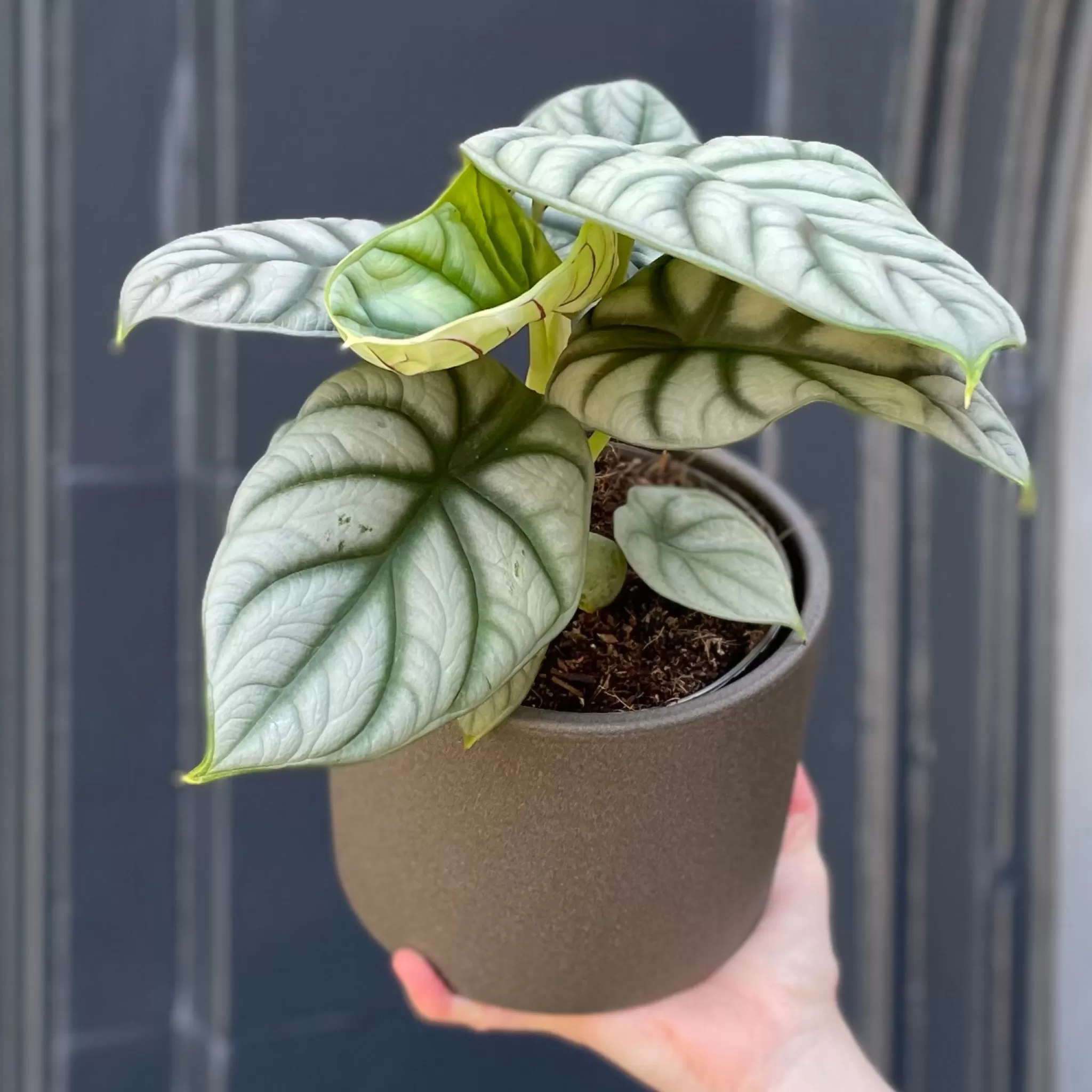 grow urban Alocasia ‘Silver Dragon’- Alocasia