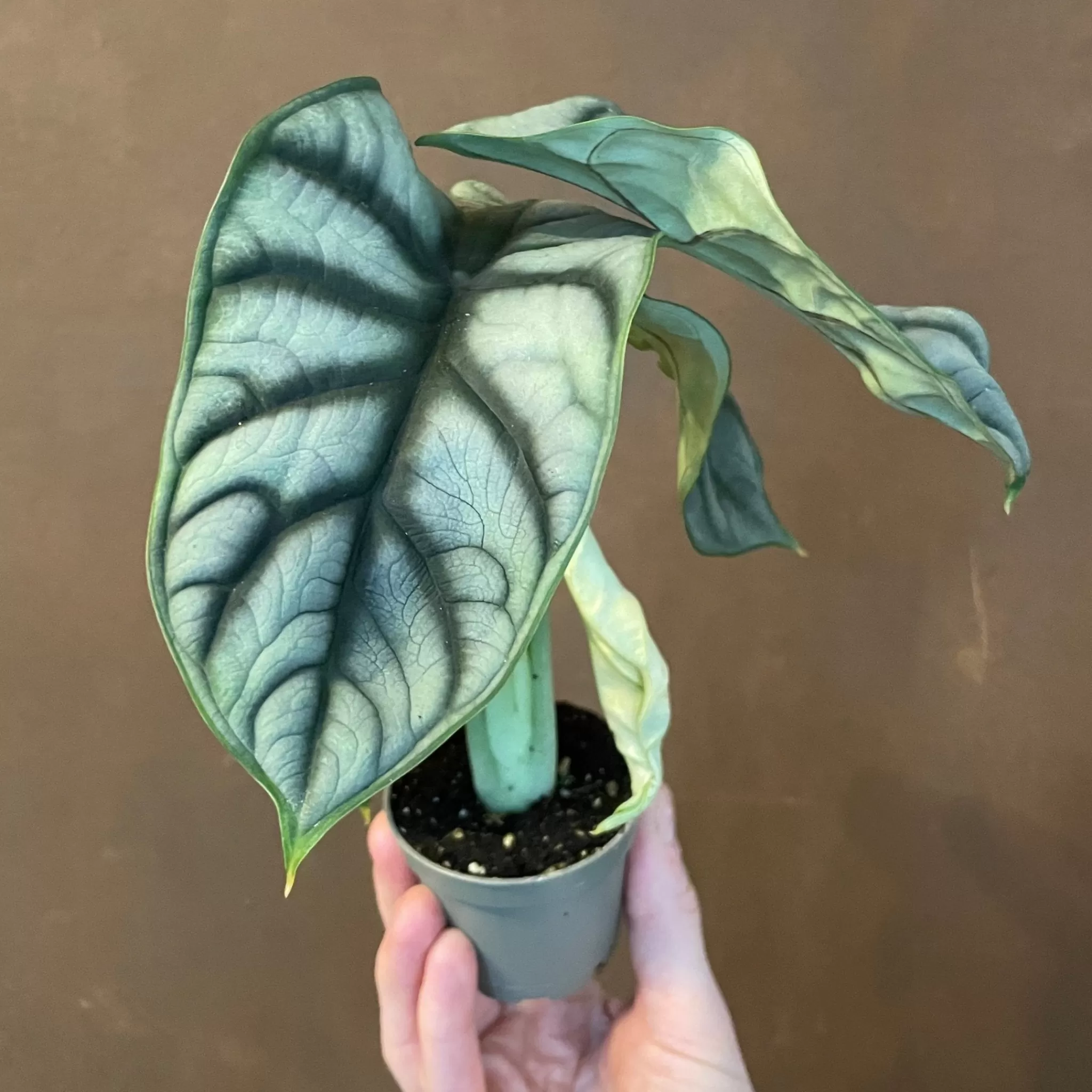 grow urban Alocasia ‘Silver Dragon’ (6cm Pot)- Alocasia