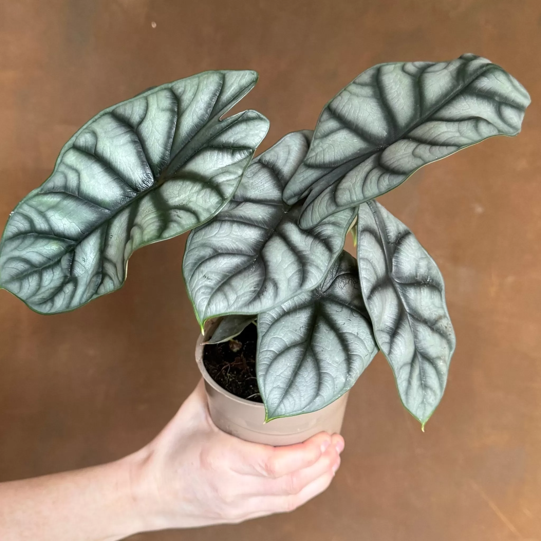 grow urban Alocasia ‘Silver Dragon’ (12cm Pot)- Alocasia