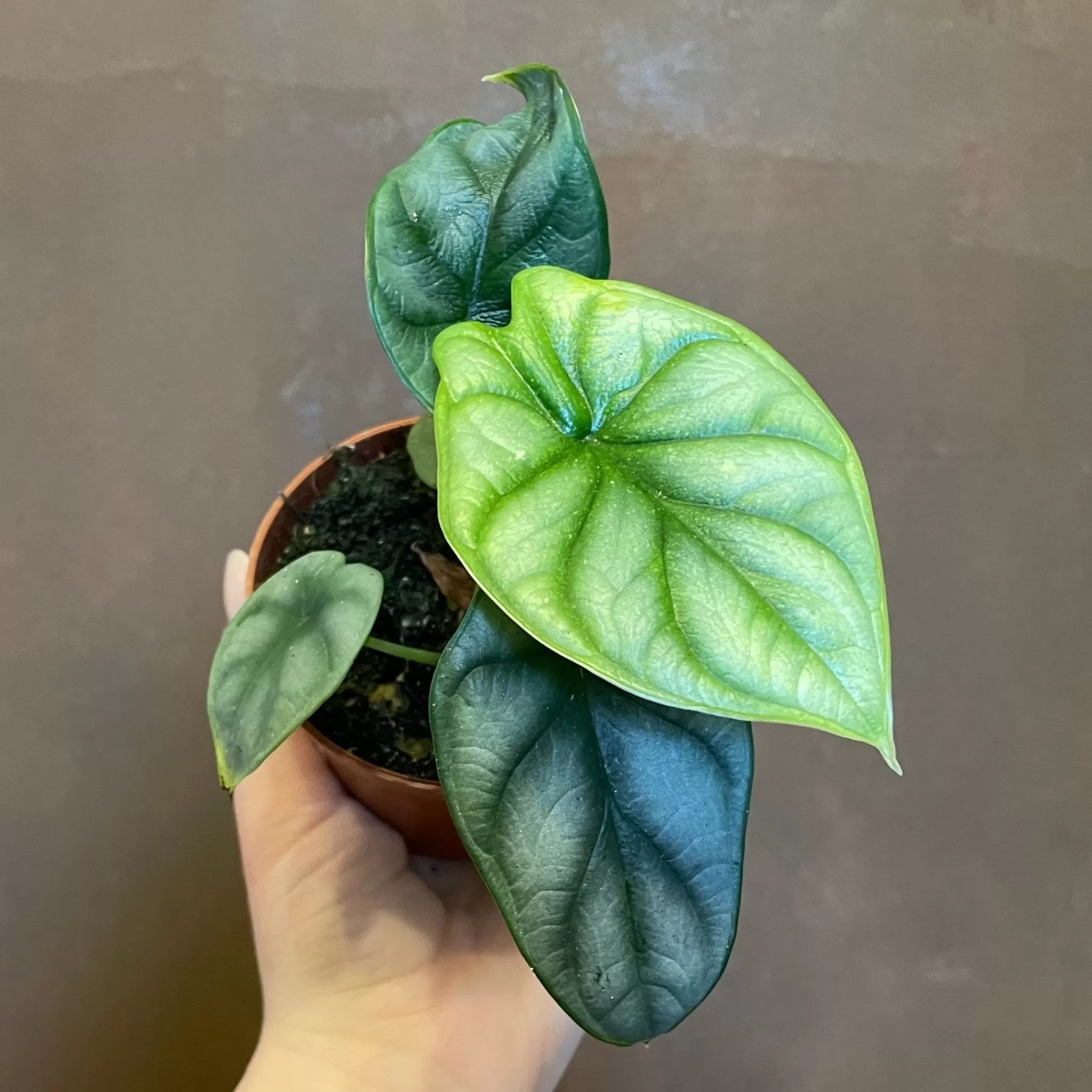 grow urban Alocasia ‘Silver Dragon’ (9cm Pot)- Alocasia