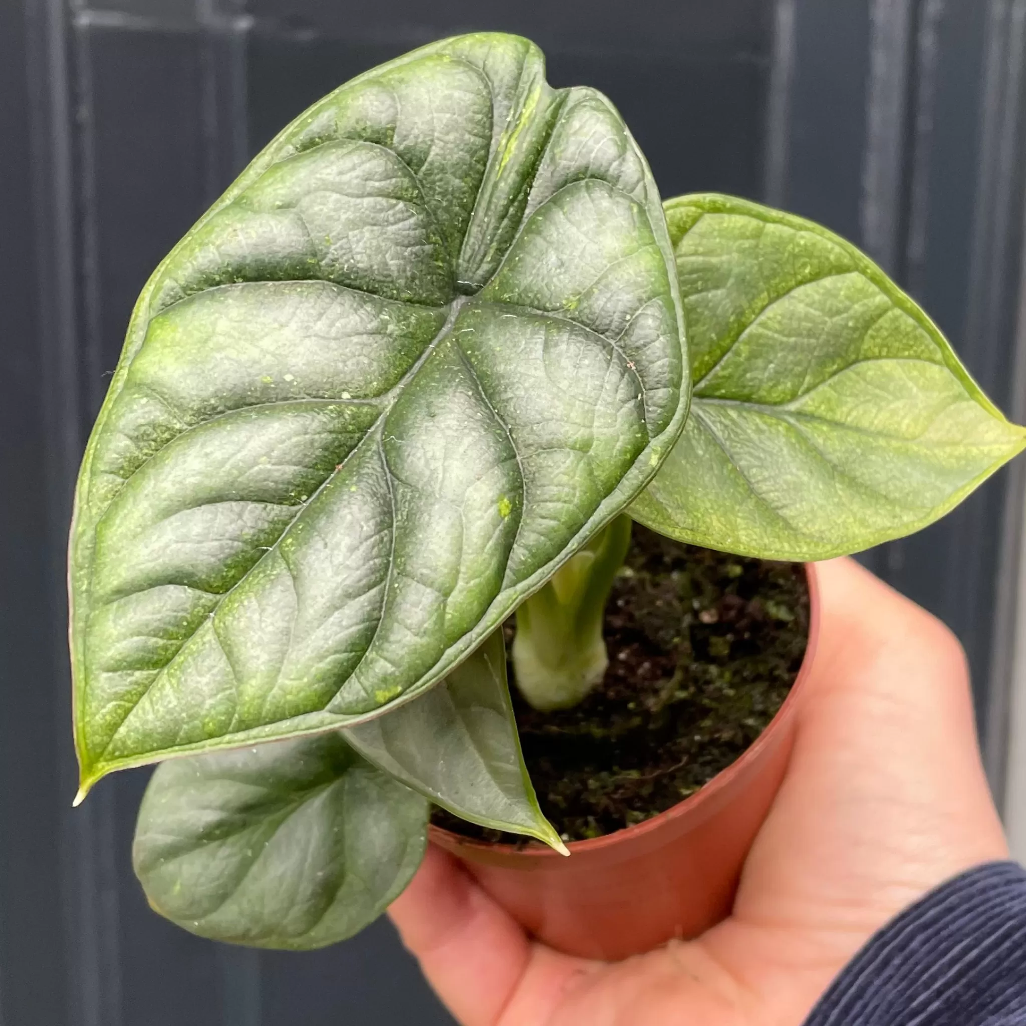 grow urban Alocasia ‘Silver Dragon’ (9cm Pot)- Alocasia