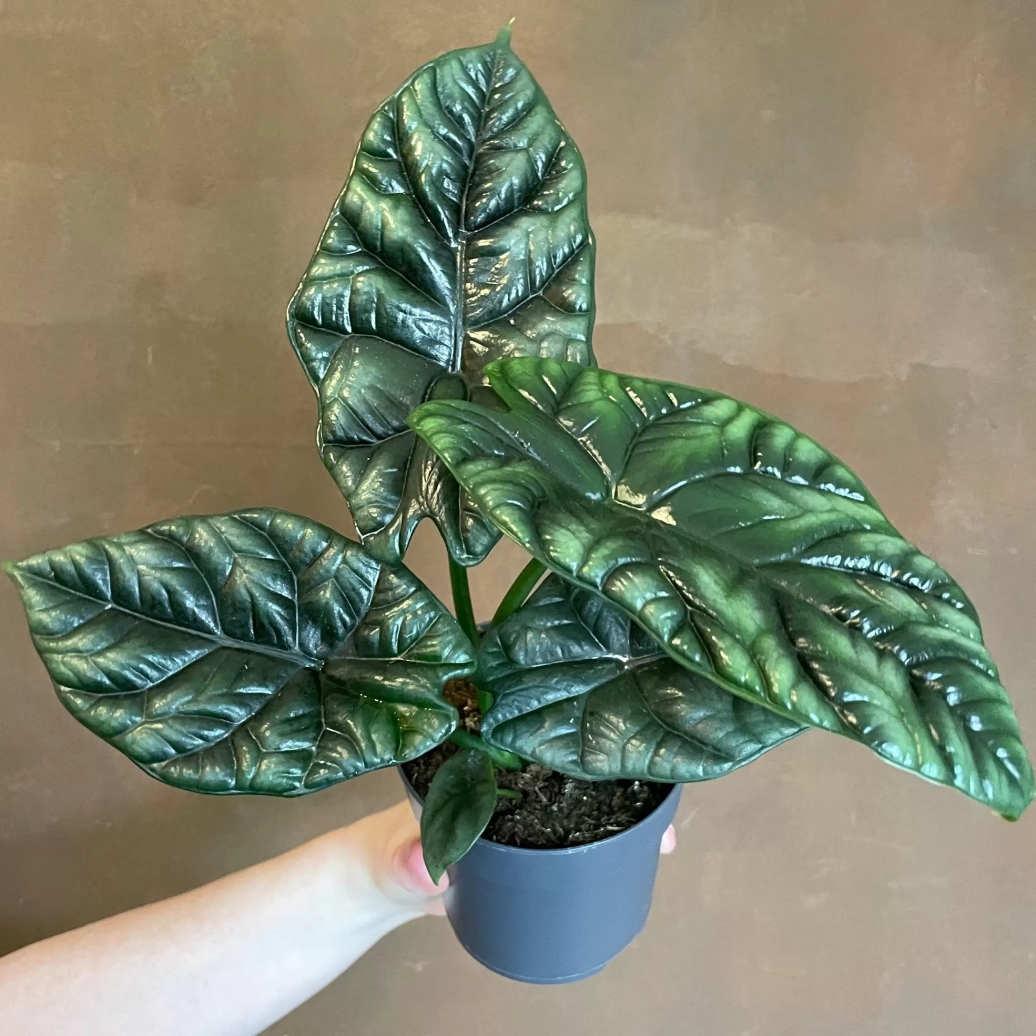 grow urban Alocasia Sinuata- Alocasia