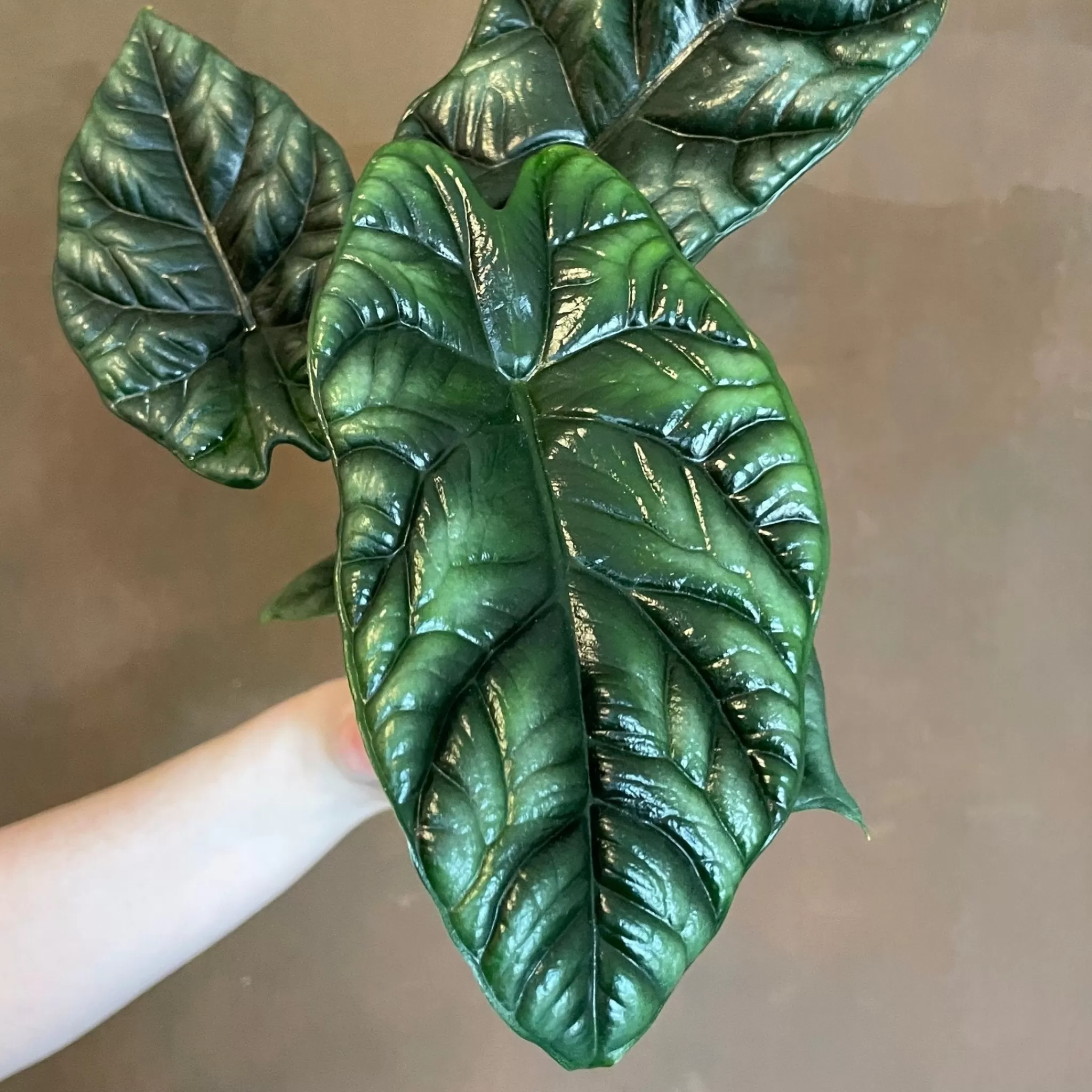 grow urban Alocasia Sinuata- Alocasia