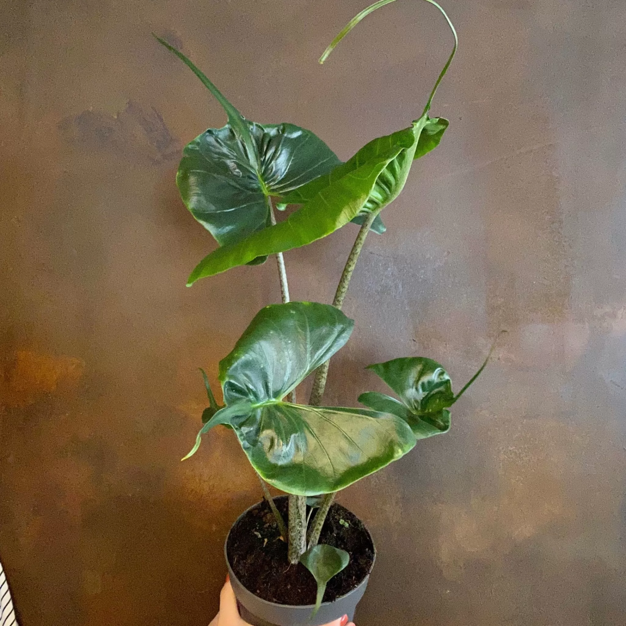 grow urban Alocasia ‘Stingray’- Alocasia