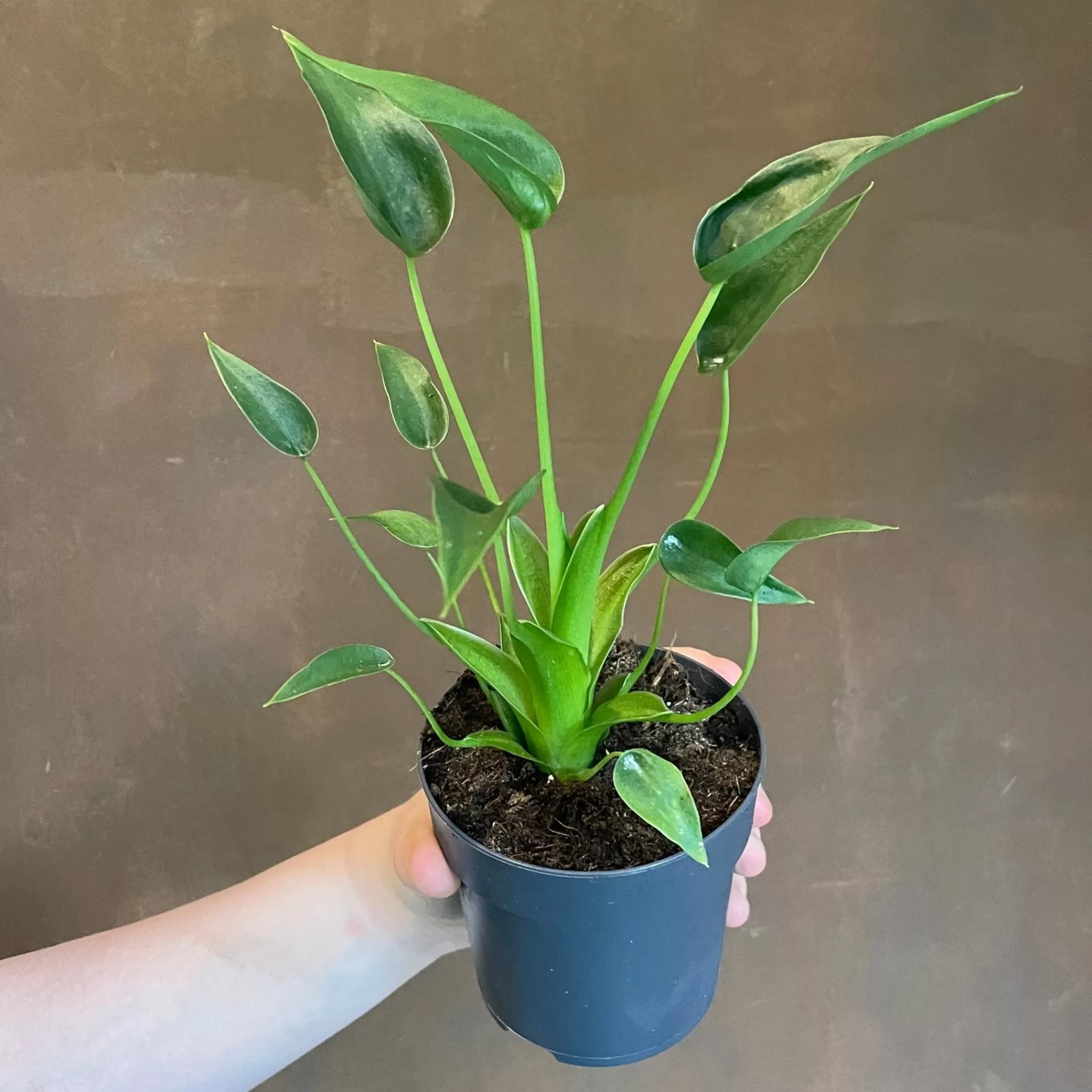 grow urban Alocasia 'Tiny Dancer'- Alocasia