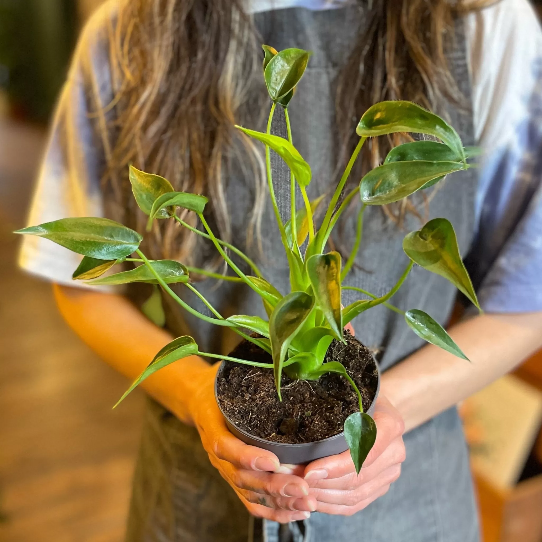 grow urban Alocasia 'Tiny Dancer'- Alocasia