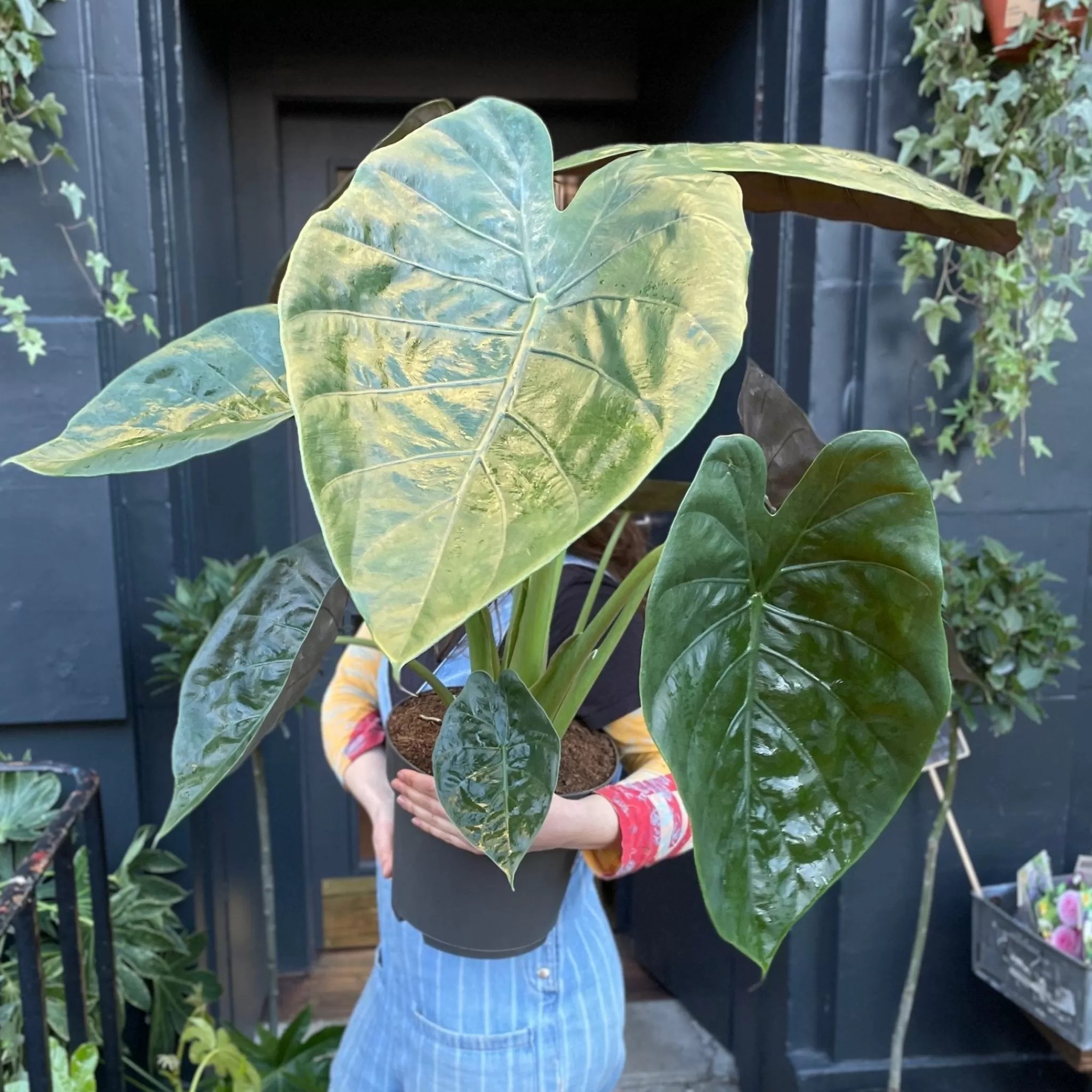 grow urban Alocasia Wentii- Alocasia