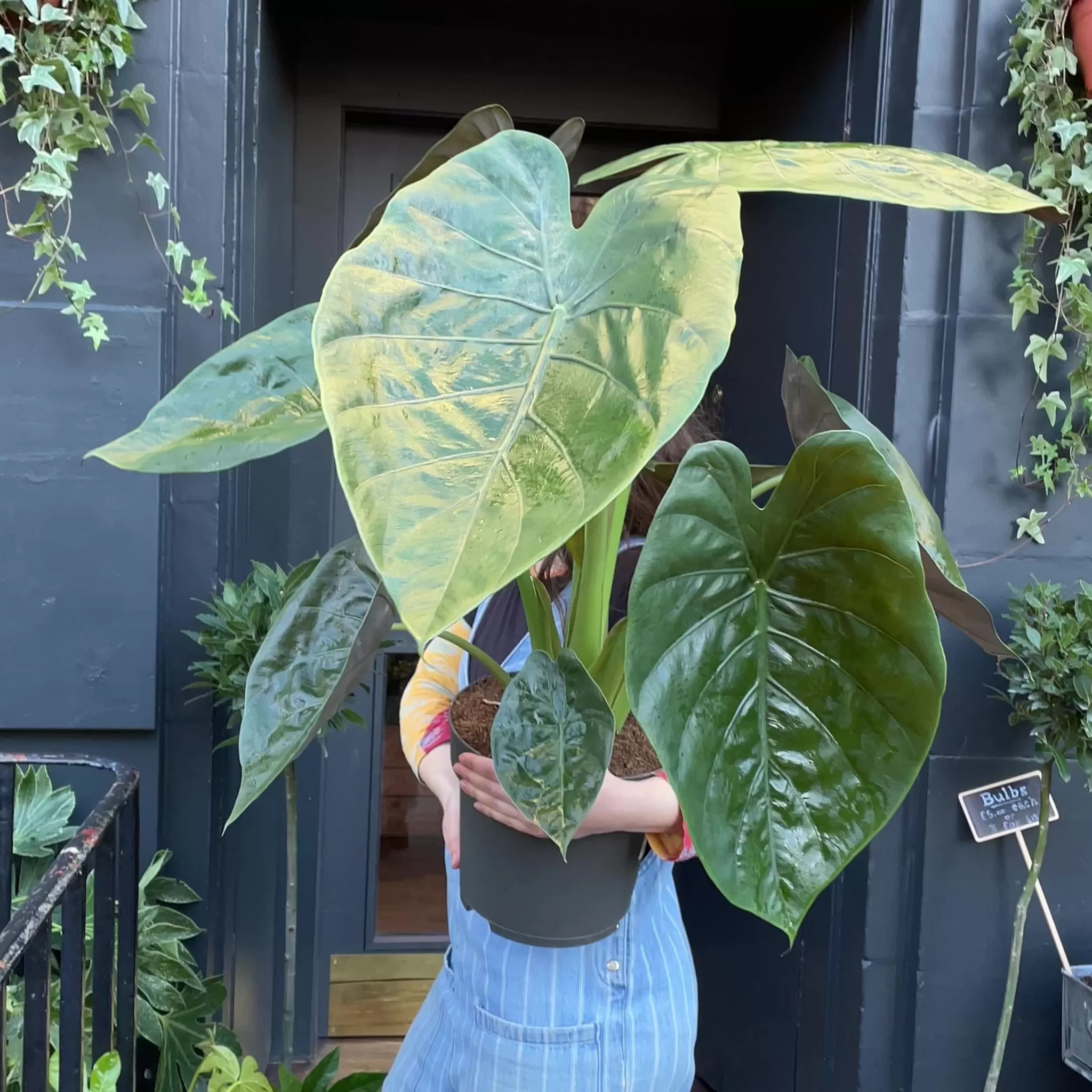 grow urban Alocasia Wentii- Alocasia