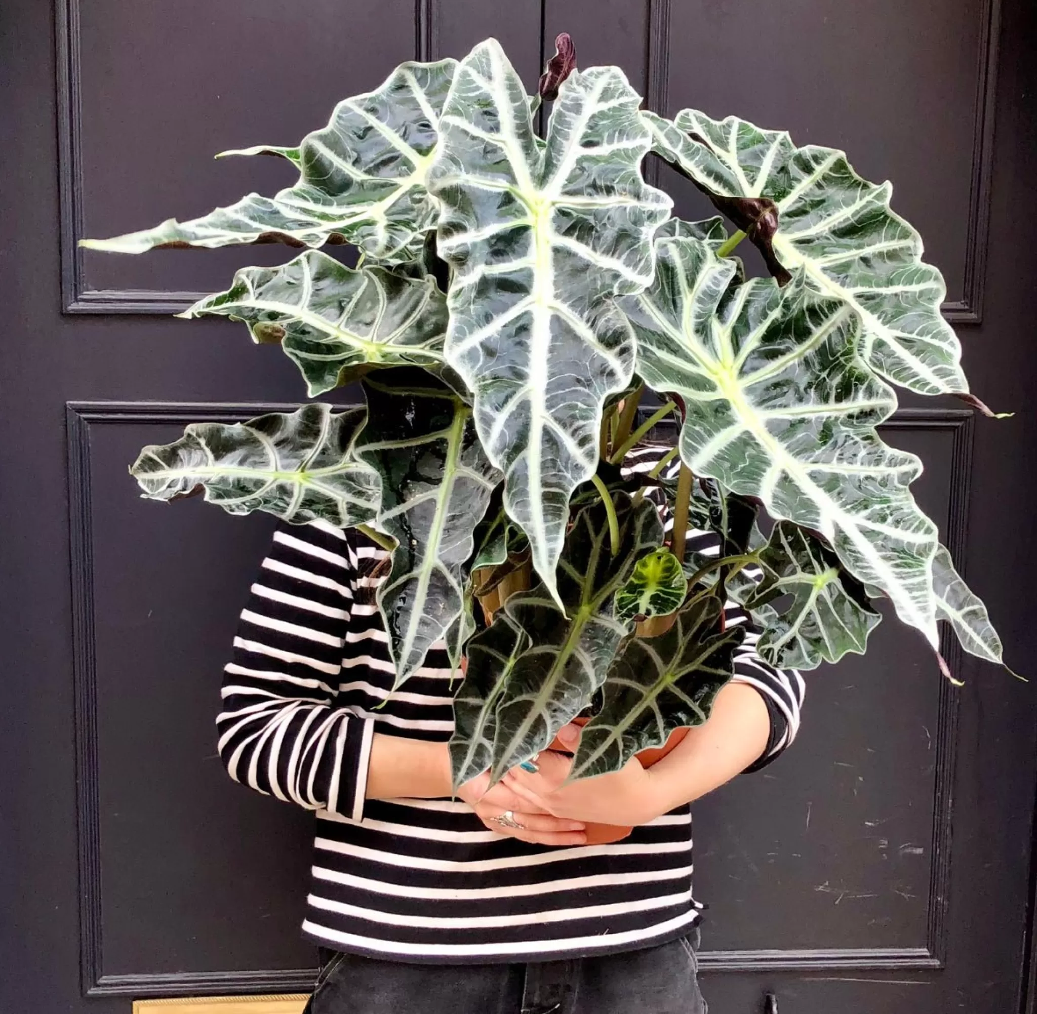 grow urban Alocasia X Amazonica- Alocasia