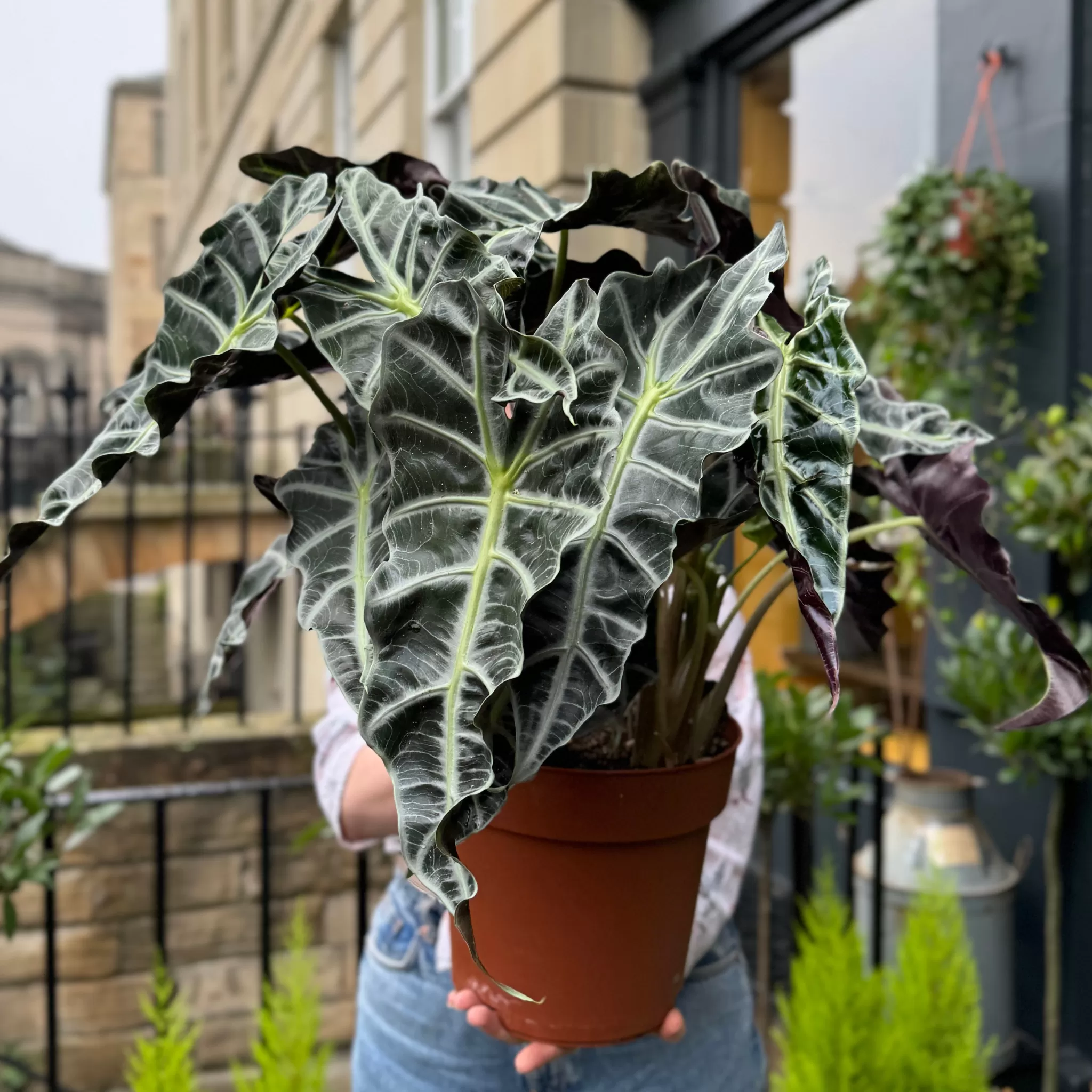 grow urban Alocasia X Amazonica- Alocasia