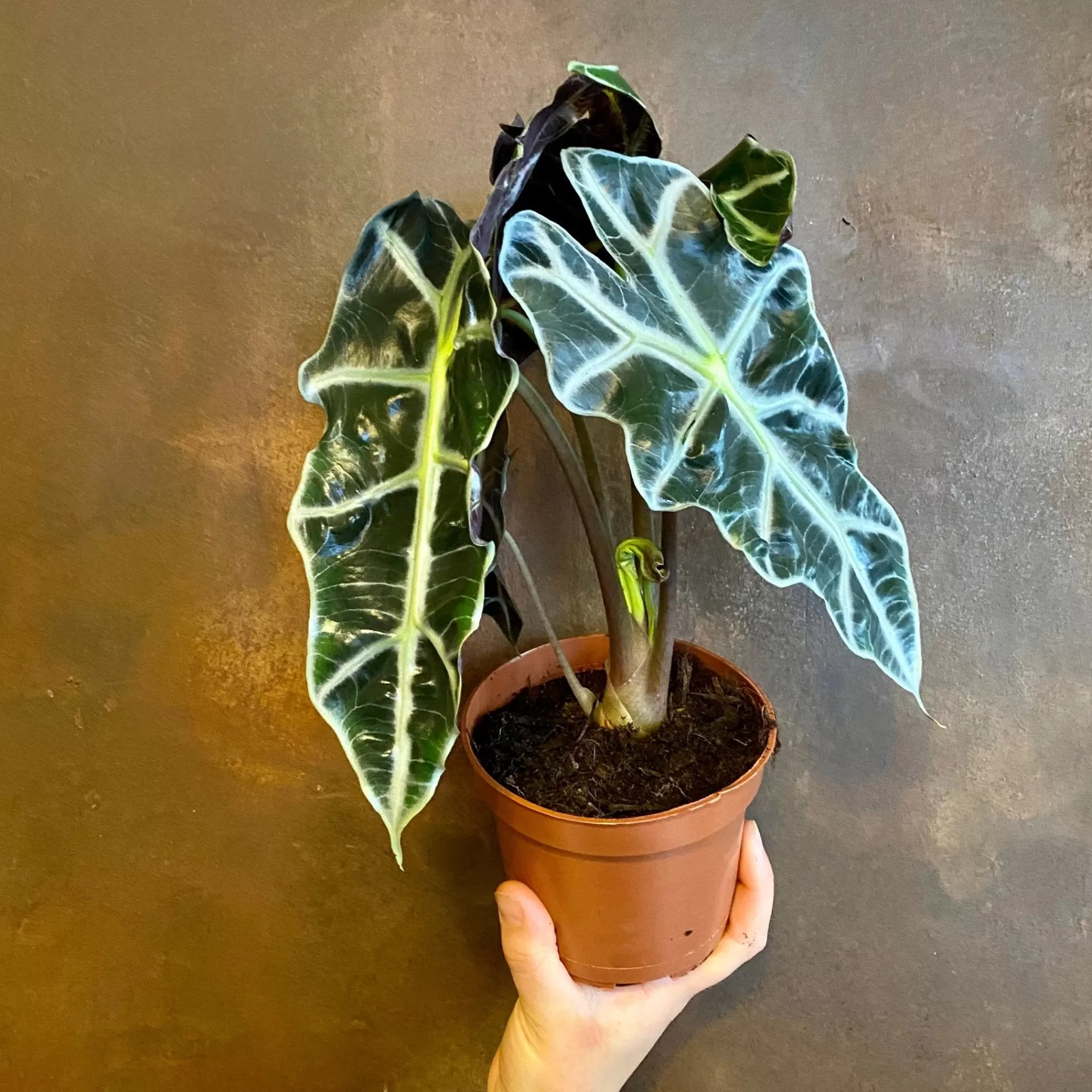 grow urban Alocasia X Amazonica ‘Polly’- Alocasia