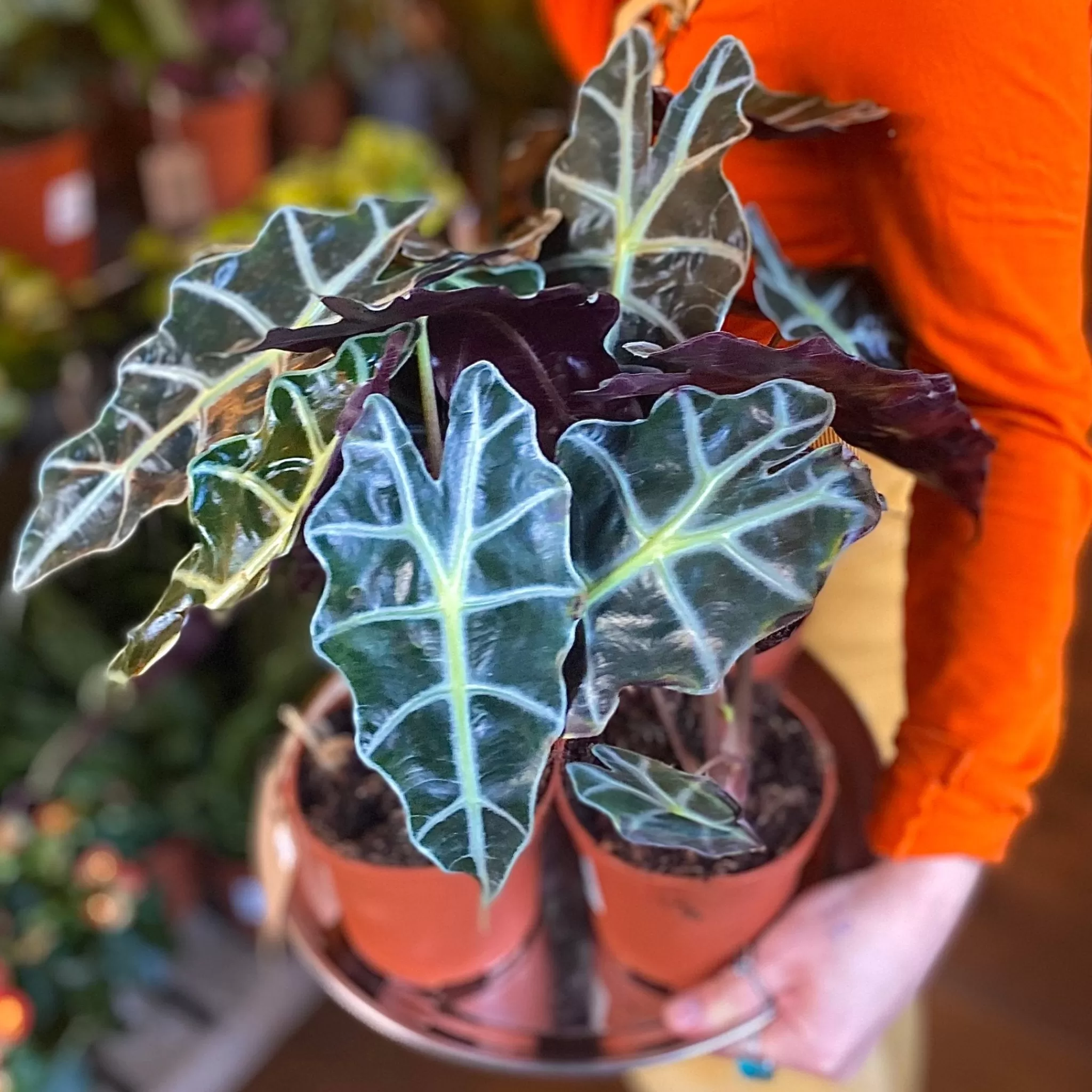 grow urban Alocasia X Amazonica ‘Polly’- Alocasia
