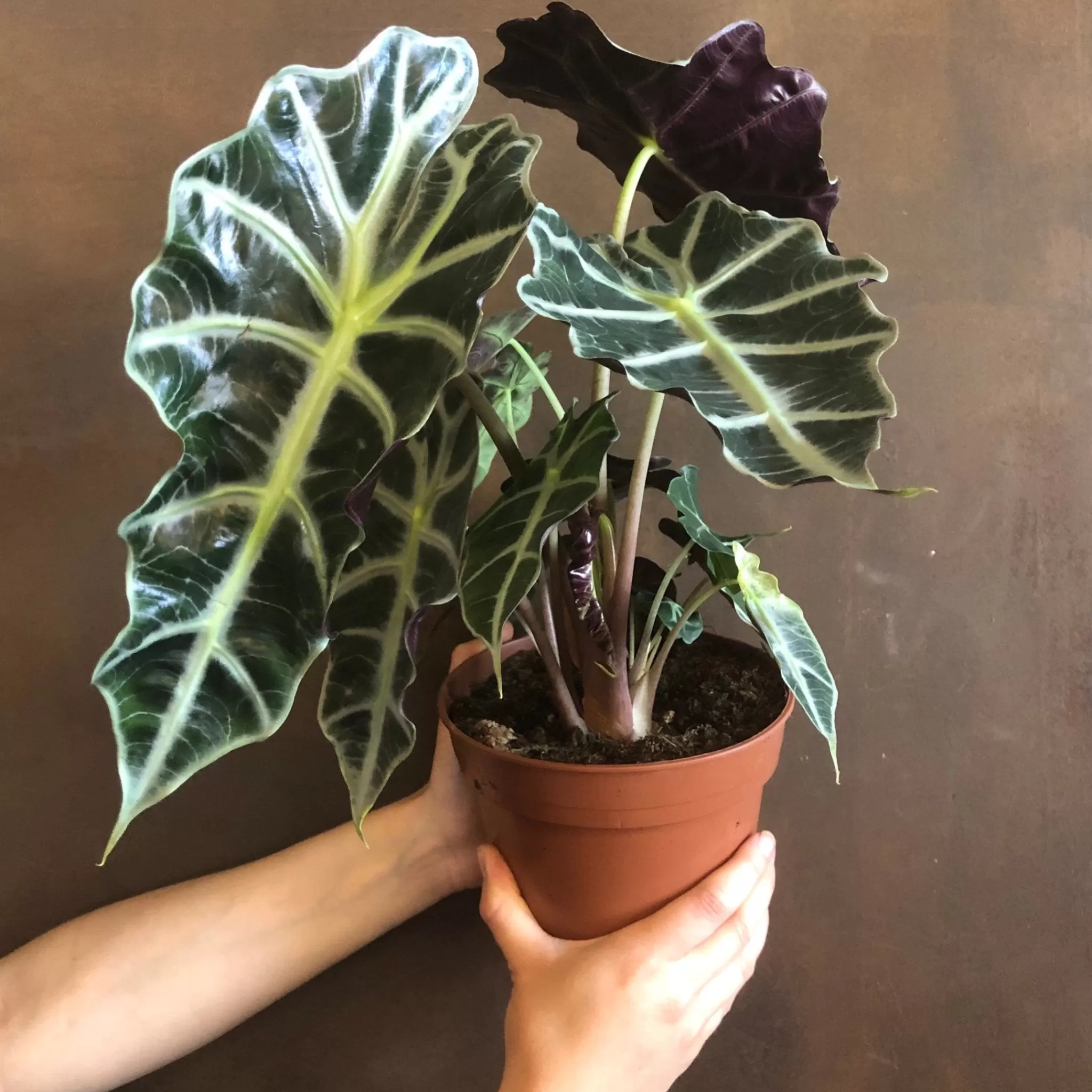 grow urban Alocasia X Amazonica ‘Polly’ (17cm Pot)- Alocasia