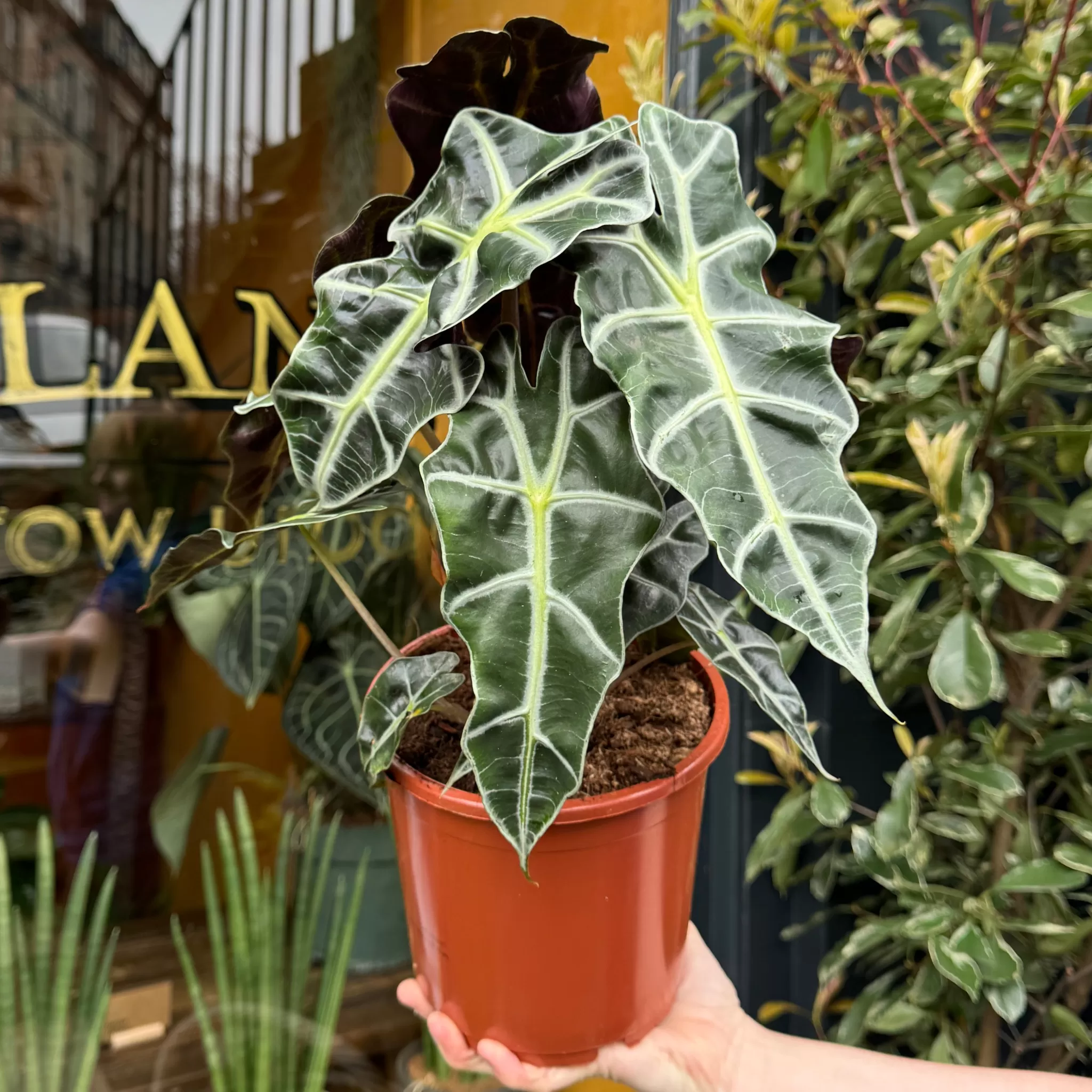 grow urban Alocasia X Amazonica ‘Polly’ (17cm Pot)- Alocasia