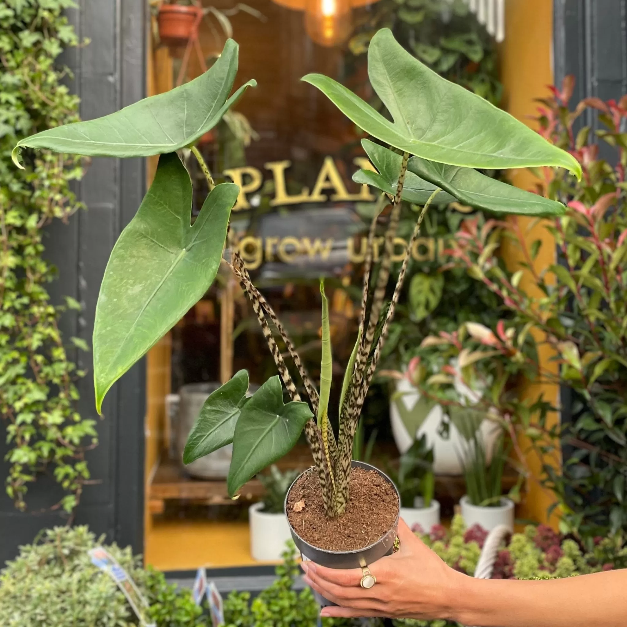 grow urban Alocasia Zebrina- Alocasia