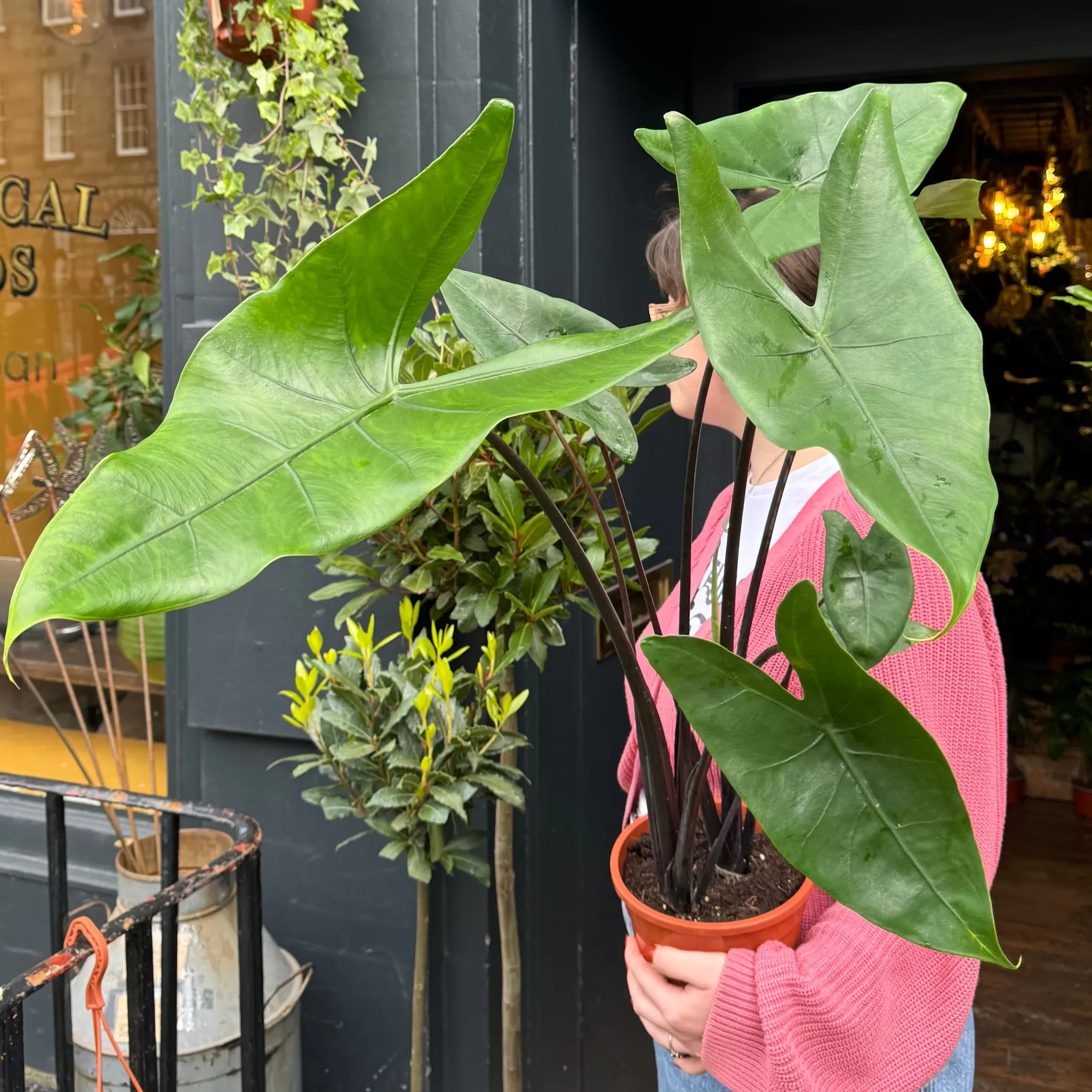 grow urban Alocasia Zebrina 'Black'- Alocasia